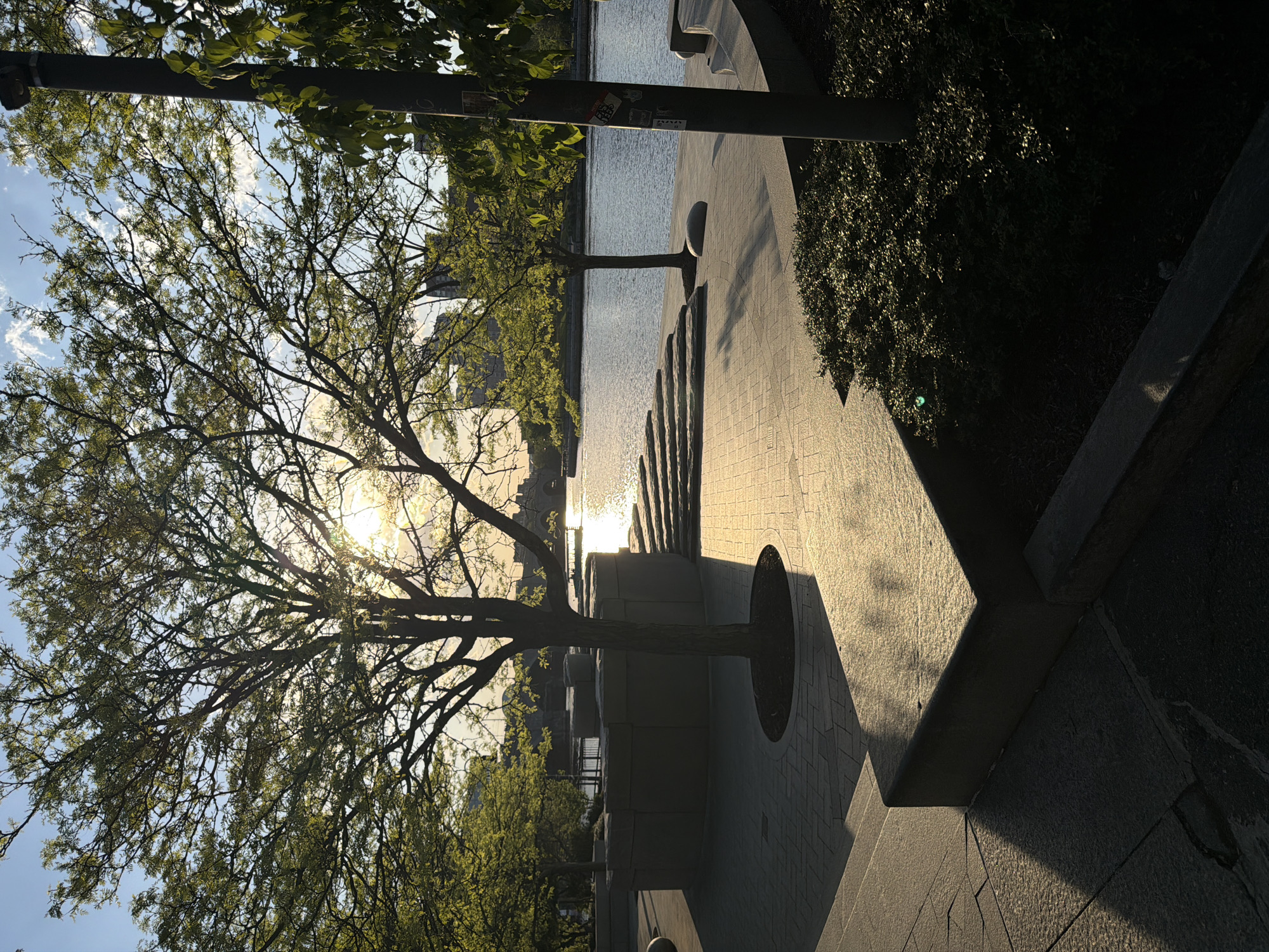 The image captures a sunlit scene along the Charles River Esplanade in Boston, Massachusetts. The foreground features a tree with sparse foliage, its branches silhouetted against the bright sun. The light filters through the leaves, creating a dazzling effect. To the right, a paved walkway runs alongside the river, with stone planters and a hedge dividing the path from the water. In the distance, the Charles River reflects the sunlight, and faint outlines of buildings across the river can be seen. A lamppost stands near the edge of the walkway, adorned with stickers. The overall impression is one of a serene urban oasis at sunset.