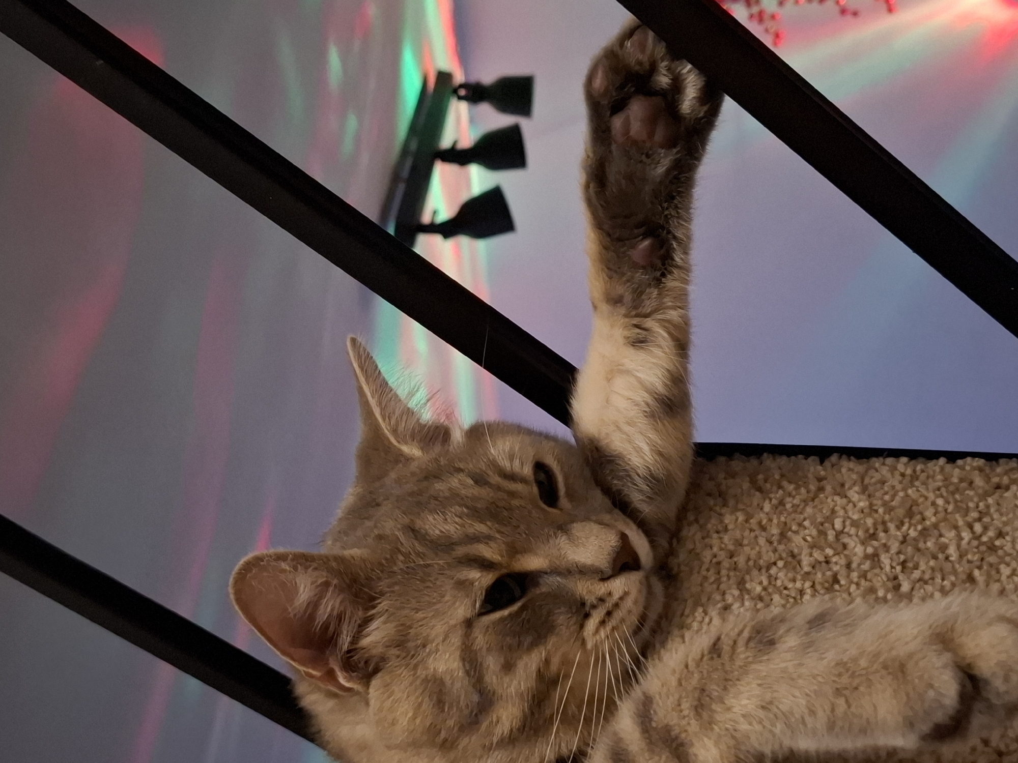 A close-up, low-angle shot shows a tabby cat draped over a dark railing. The cat's front paws are extended forward, with one paw resting on the railing and the other dangling. The cat's head is resting on its front paw, with its eyes partially closed. The background is blurred, but appears to be a wall with colored lights projected onto it. The lighting suggests a party or festive atmosphere. The cat appears to be relaxed and possibly sleepy. The scene is indoors.