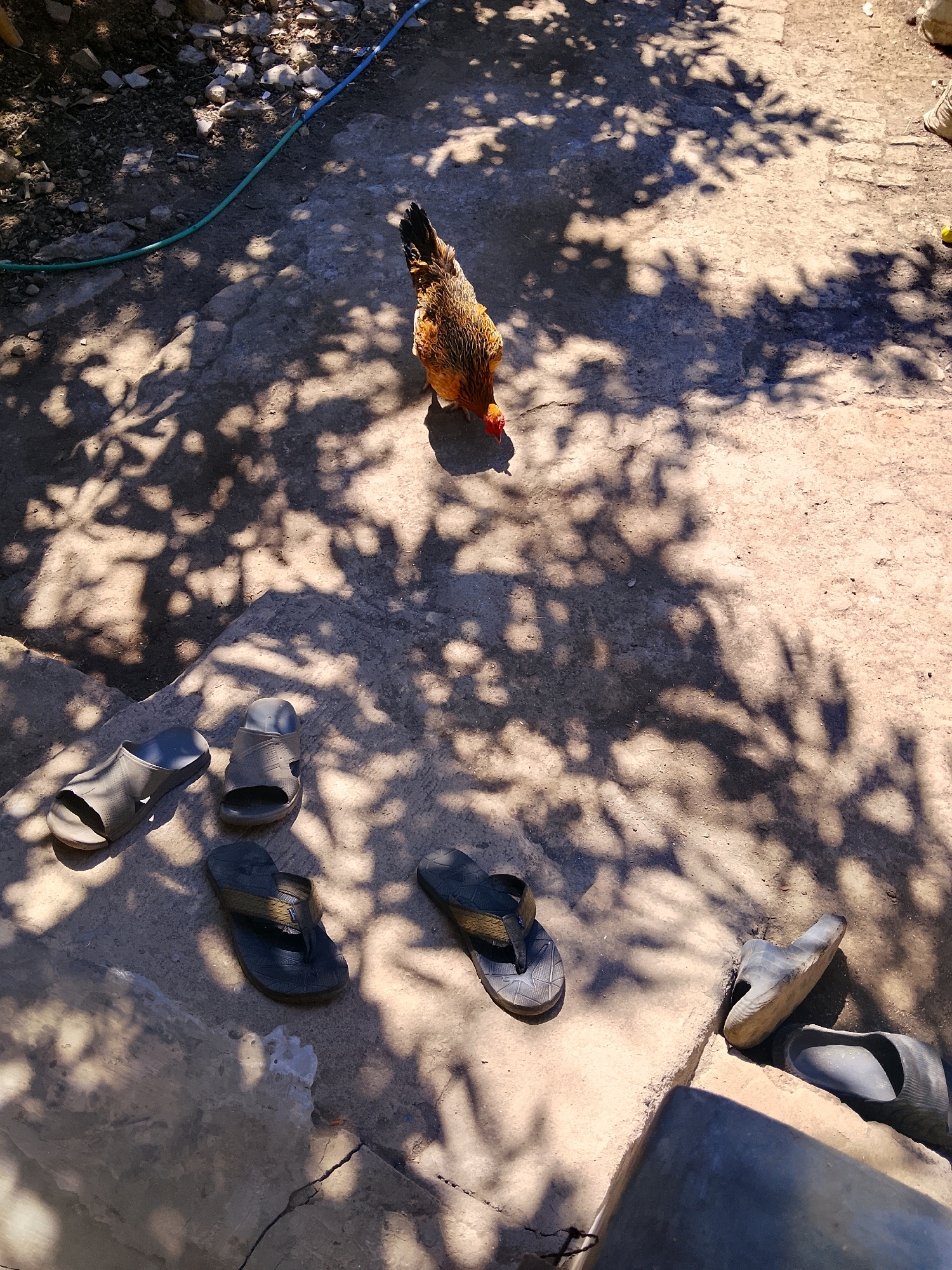 A chicken with brown and orange plumage is shown pecking at the ground in an outdoor environment. Several pairs of sandals and flip-flops are scattered on a concrete surface, some of which are partially covered by shadows from nearby foliage. A blue hose is visible in the upper left portion of the image, and loose rocks and dirt are present in the background. The scene appears to be in a residential area or backyard, likely in a warm climate given the lighting and shadows.