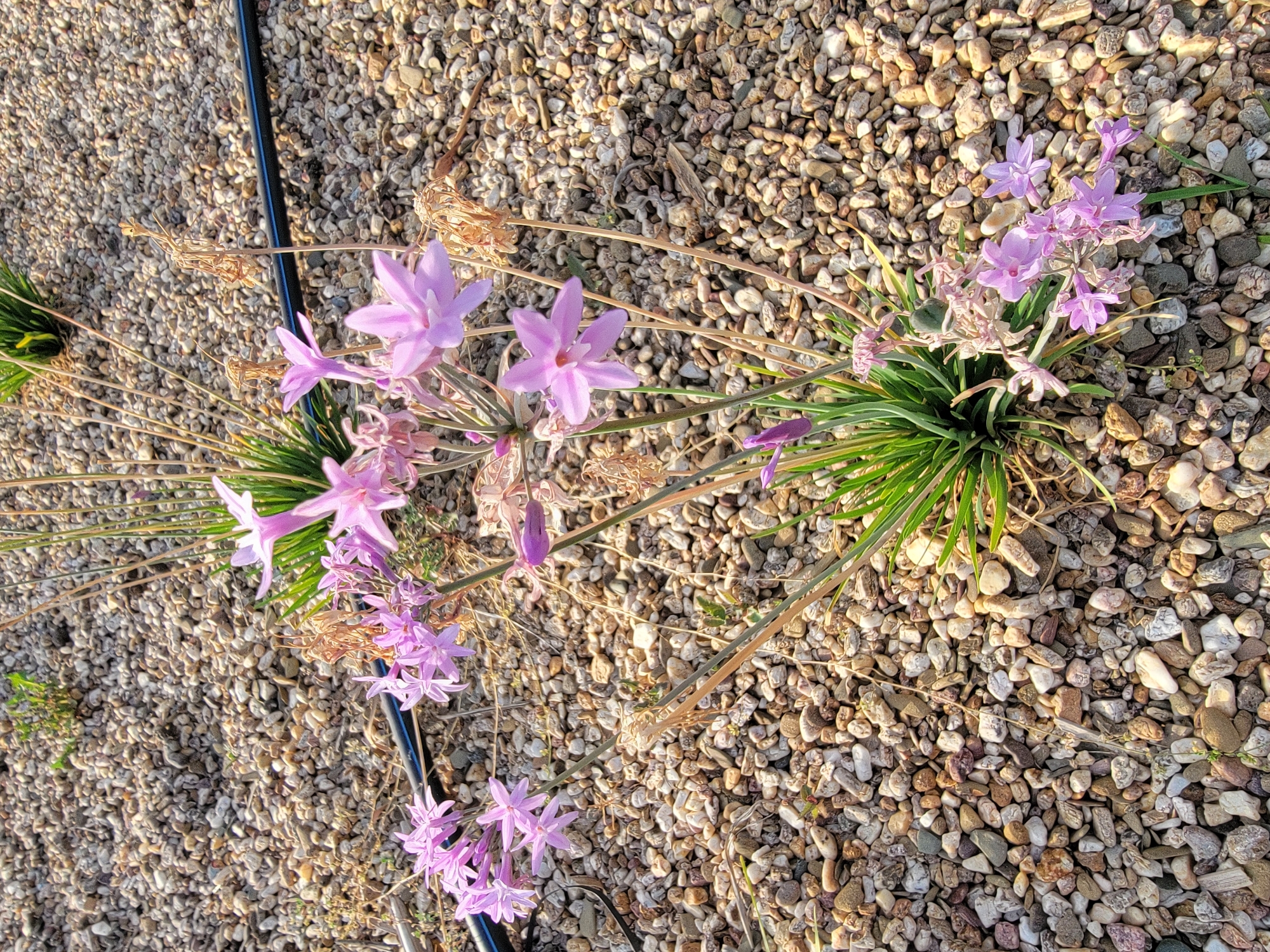 A cluster of small, light purple star-shaped flowers with delicate petals is growing from a clump of thin, green grass. The flowers are on slender, brown stems, with some dried grass stalks also present. The ground is covered in small, multi-colored pebbles and gravel. In the background, a black irrigation tube runs horizontally. The scene appears to be an outdoor garden or landscaping area, likely in Quarteira, Portugal, given the arid-looking gravel and potential for drought-tolerant plants. There are no people or animals visible in the image. The lighting suggests it is daytime, possibly late afternoon given the warm tones.