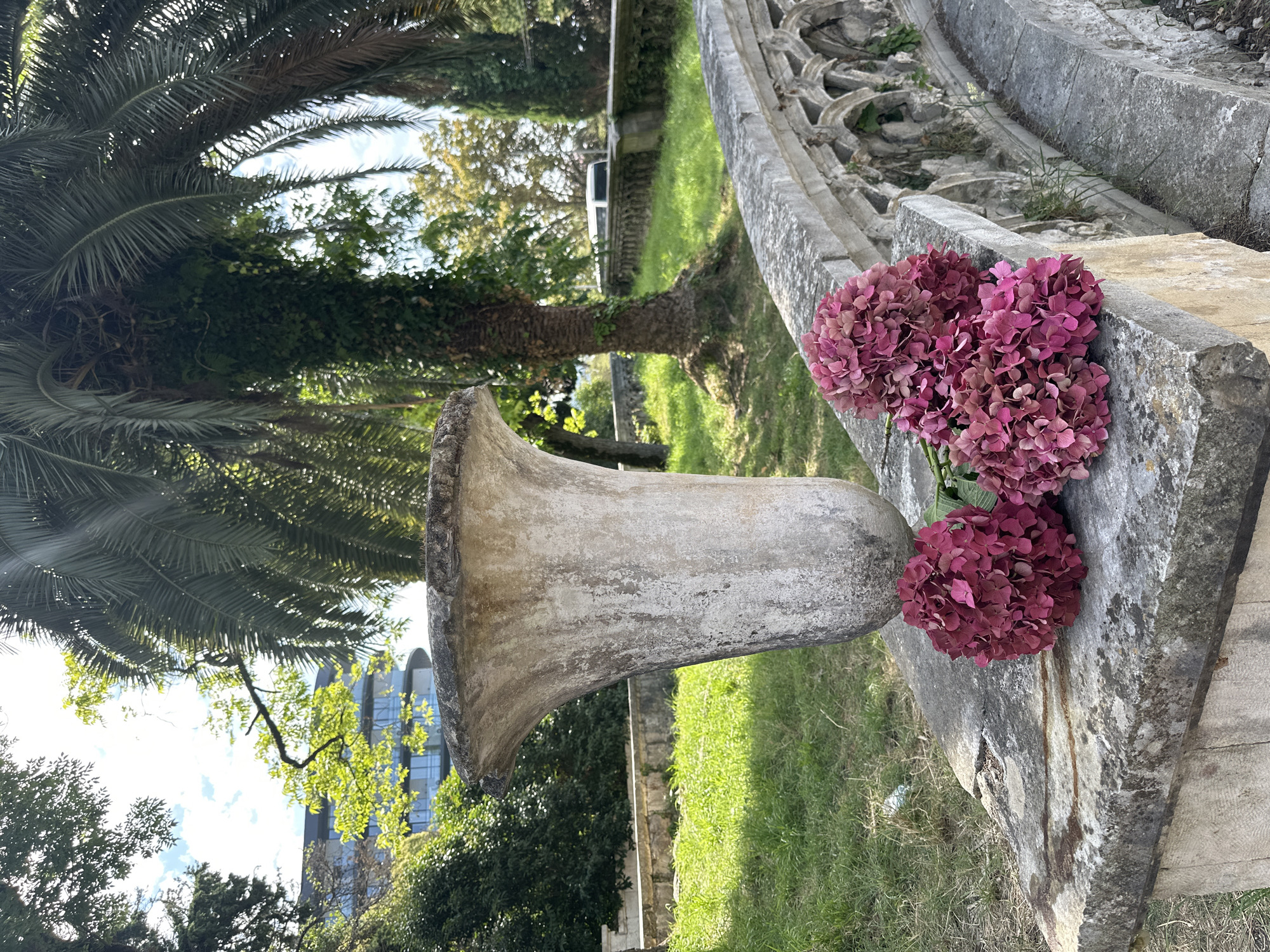 A close-up, eye-level view captures a weathered, stone urn on the left, positioned on a textured concrete ledge. In front of the urn, two clusters of deep pink hydrangeas are arranged on the same ledge. The background reveals a lush green lawn and a stone balustrade with ornate, gothic-style carvings on the right. Beyond the balustrade, a palm tree with a thick trunk dominates the scene, its fronds casting shadows. In the distance, a modern building with glass windows is visible through the foliage, and a white van is parked along a road. The overall setting suggests an outdoor location with a mix of historical and modern elements, potentially a park or garden in Abaata, Abkhazia. The lighting indicates it is daytime, with sunlight filtering through the trees.