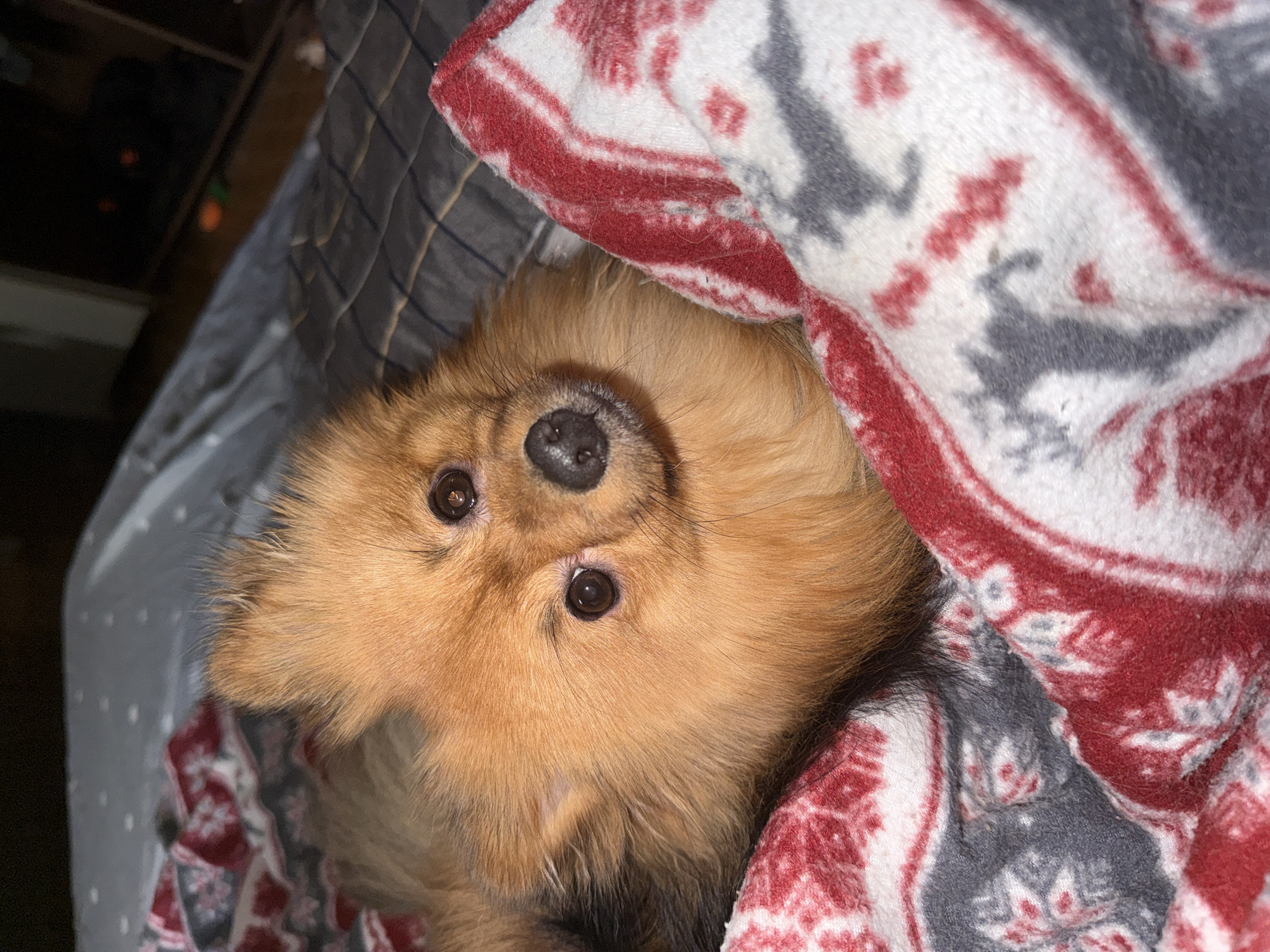A golden Pomeranian dog is lying on a bed under a gray and white patterned blanket with a red border. The dog is facing the camera with its head tilted slightly. The background includes a dark area with faint light reflections, possibly from a window or furniture. There is no evidence in the image to suggest that the photo was taken in Khimki, Russia.