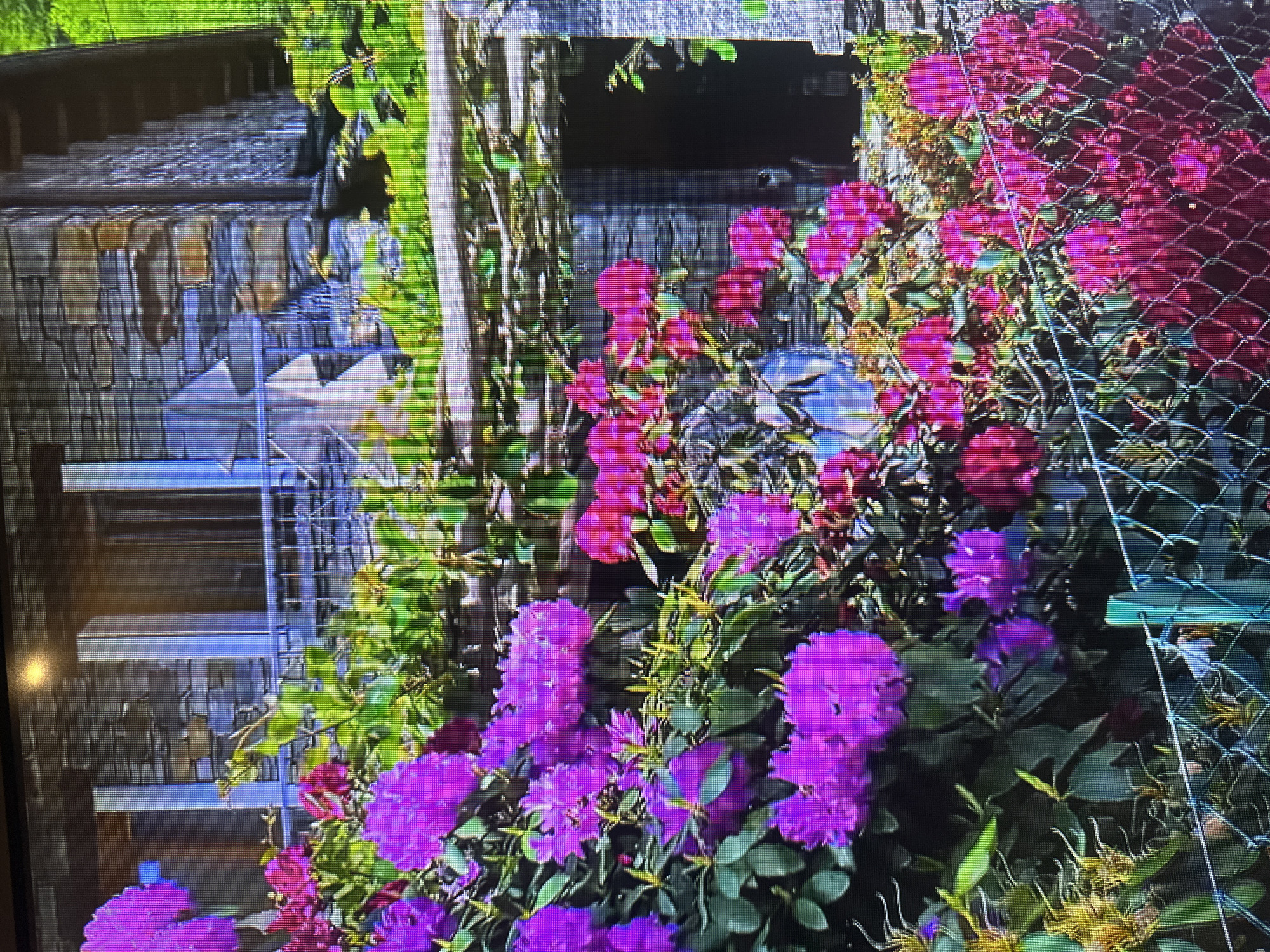 This is a close-up, eye-level, medium shot of a flowering rhododendron bush in front of a stone building with a balcony. The bush is full of vibrant pink and purple blossoms, with lush green leaves. A metal fence is in the foreground, partially obscuring the flowers. The building appears to be made of rough-hewn stones and has a metal railing on the balcony. The scene is well-lit, suggesting it is daytime. The image does not depict any people or specific landmarks that would identify it as being in Kyiv, Ukraine.