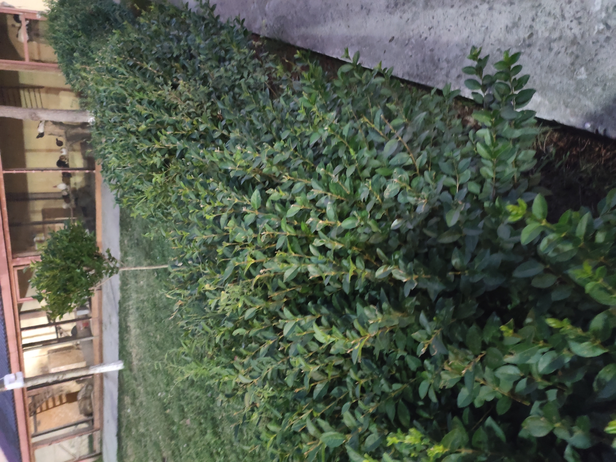 The image depicts a dense hedge of green leafy bushes bordering a concrete pathway in Leninkent, Russia. In the background, a building with large windows and a dark roof is visible, behind which a small, bare-branched tree stands amidst more foliage. Several chickens are present within the building enclosure. The scene is outdoors, with grass visible to the left of the hedge.