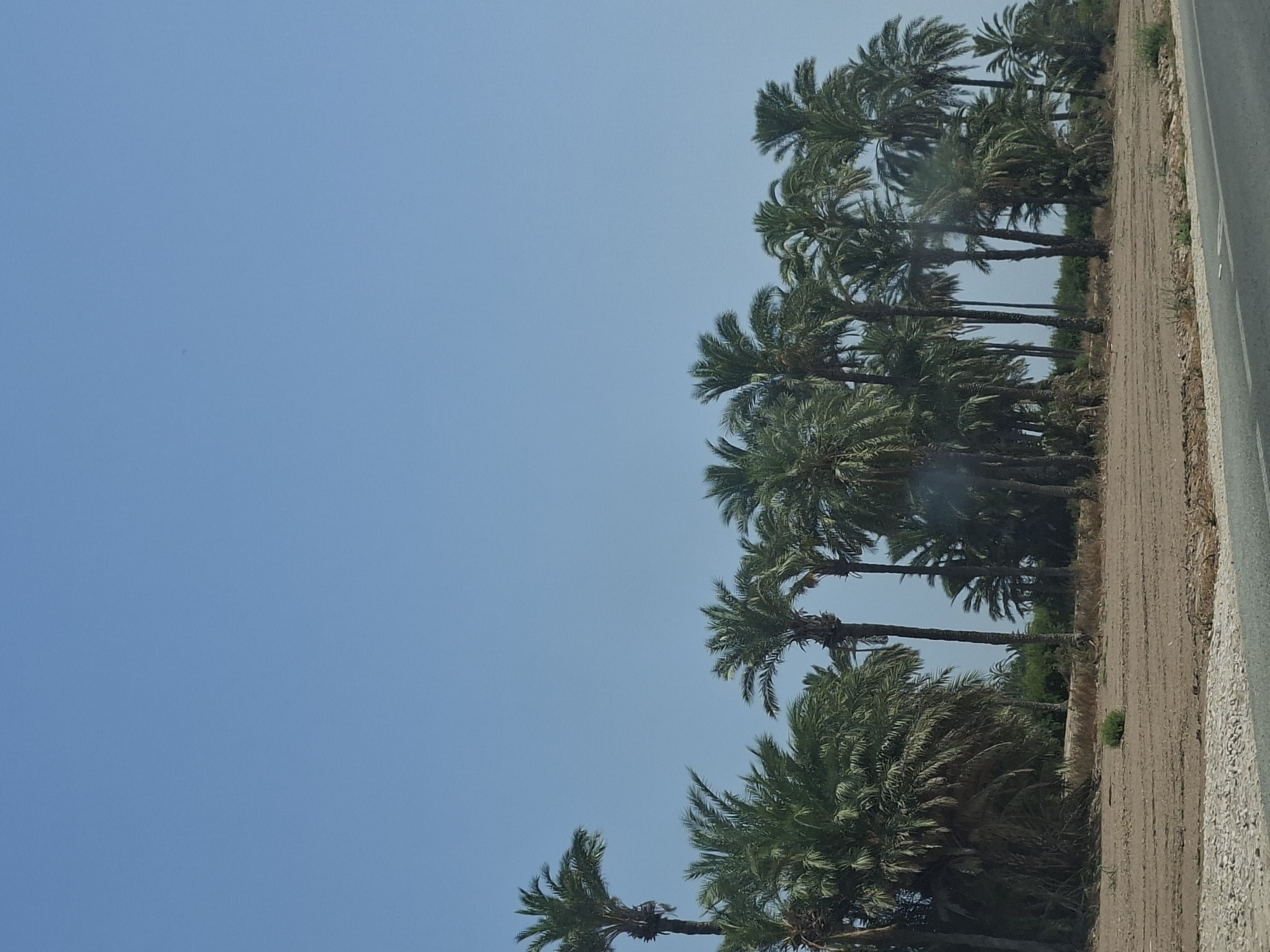 A group of palm trees stand in a cultivated field under a clear blue sky. The field is mostly barren with some dry vegetation. A grey road with white markings is visible in the foreground. The image appears to be taken in Elx/Elche, Spain, known for its palm groves.