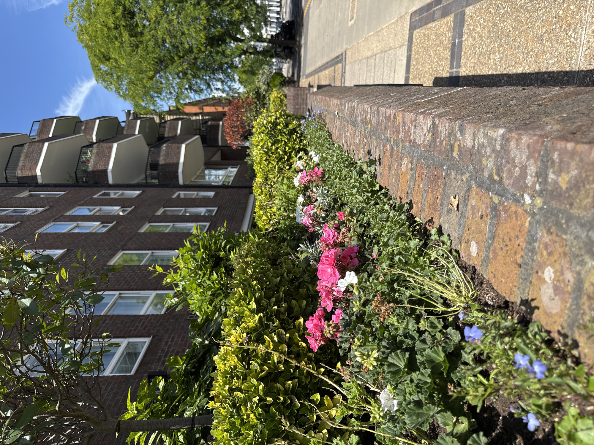 This is a photograph taken outdoors, likely during the daytime given the bright sunlight and shadows. The scene appears to be a residential area in London, UK, with a focus on the landscaping and architecture.
The primary subjects are a brick building with numerous balconies and windows, a well-maintained flower bed, and a paved pathway. The building is dark brick and has a repeating pattern of windows and white-railed balconies. The flower bed is lush and features a variety of plants, including vibrant pink and white flowers, green foliage, and some delicate blue blossoms. A brick wall runs alongside the flower bed and the pathway. The pathway is paved with textured stones, suggesting an urban setting. A large tree with green leaves is visible in the upper left corner, casting a shadow.
The image captures a peaceful, serene moment, showcasing urban greenery and residential architecture. There is no text visible in the image. The weather appears to be sunny and pleasant, conducive to outdoor growth and the blooming of flowers. The composition is taken from a low angle, looking upwards towards the building and pathway, with the flower bed prominently featured in the foreground.