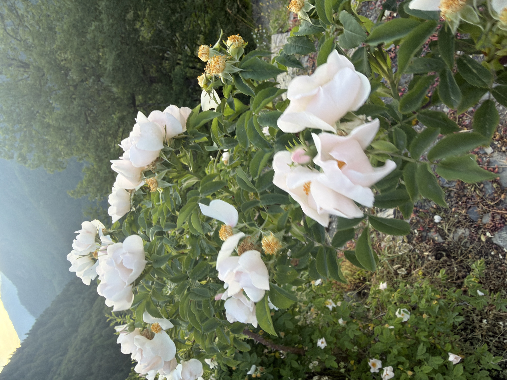 In Shkherish, Georgia, a close-up photograph captures a cluster of pale pink and white roses in full bloom, set against a backdrop of lush green foliage and distant mountains. The roses, with their delicate petals and yellow centers, are the primary focus, some unfurling to reveal their intricate structures, while others appear as buds. Scattered among the blooming flowers are dried seed pods, adding a textural contrast. The surrounding greenery is dense, with various shades of green leaves forming a natural tapestry. The background reveals a hazy mountainous landscape, with the soft glow of what appears to be early morning or late evening sunlight filtering through the sky, casting a gentle light on the scene. The ground beneath the roses is covered in a mix of small stones and dried organic matter.