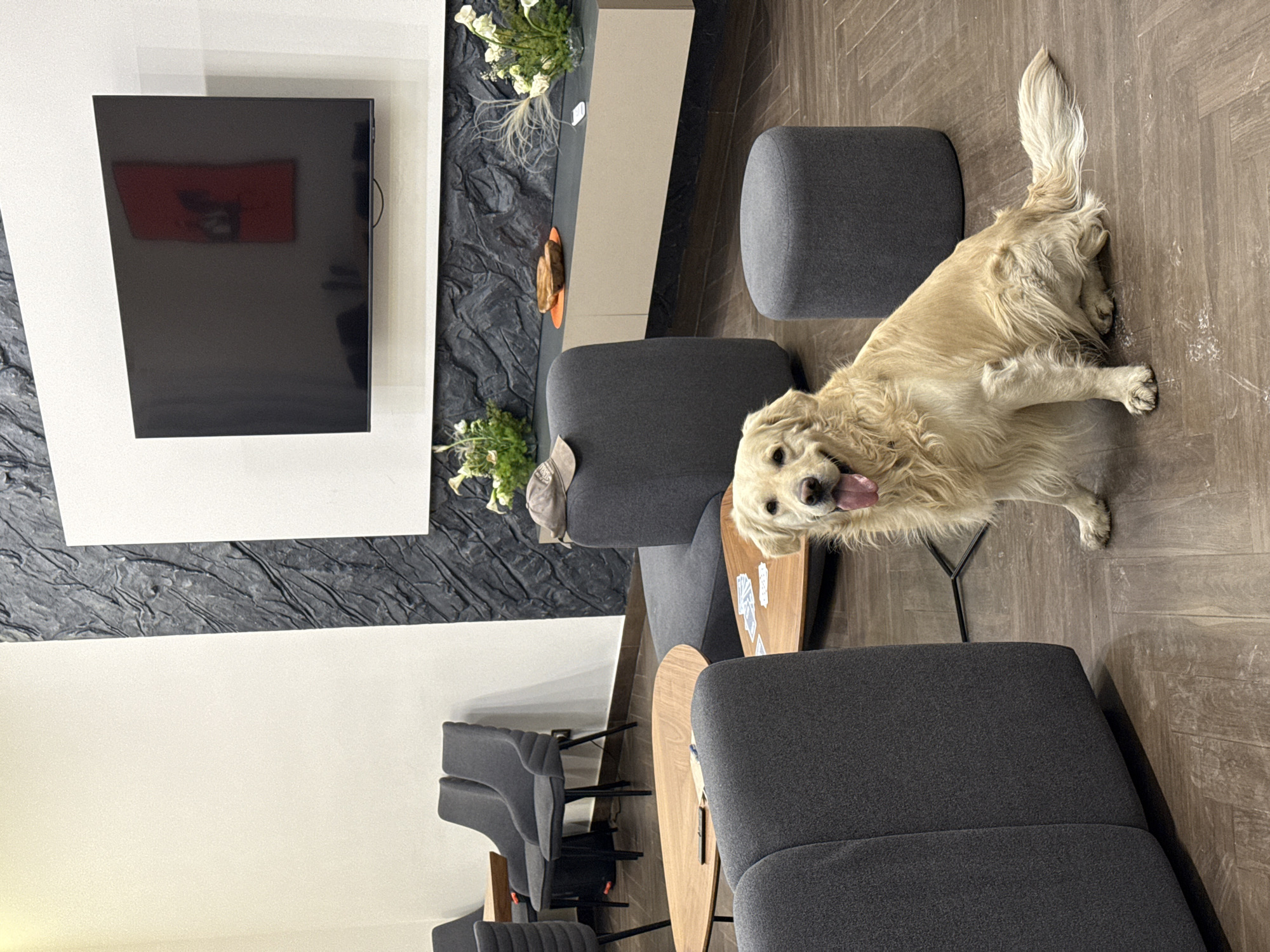 A golden retriever with light golden fur is the central subject, lying stretched out on a light brown wooden floor in an indoor living space in Yerevan, Armenia. The dog looks directly at the camera with a happy expression, its tongue playfully out. Some light-colored powdery residue is visible on the wooden floor near the dog's hindquarters.
The room features modern, minimalist furniture, including several dark grey upholstered chairs and low poufs. Two light-colored wooden coffee tables are positioned among the seating, with playing cards scattered on one of them. A large, black flat-screen television is mounted on a predominantly white wall; a reflection of a red object or artwork is visible on its screen. Behind the TV, the wall transitions to a dark, textured material, possibly faux stone or decorative wallpaper. A light beige console table is placed against this dark wall, adorned with white flowers and green foliage. Another small floral arrangement is visible closer to the floor. A tag hanging from one of the grey chairs clearly shows the text "GRANNY'S". The flooring consists of wooden planks laid in a herringbone pattern. The setting appears to be a comfortable, contemporary lounge or living area during the daytime.