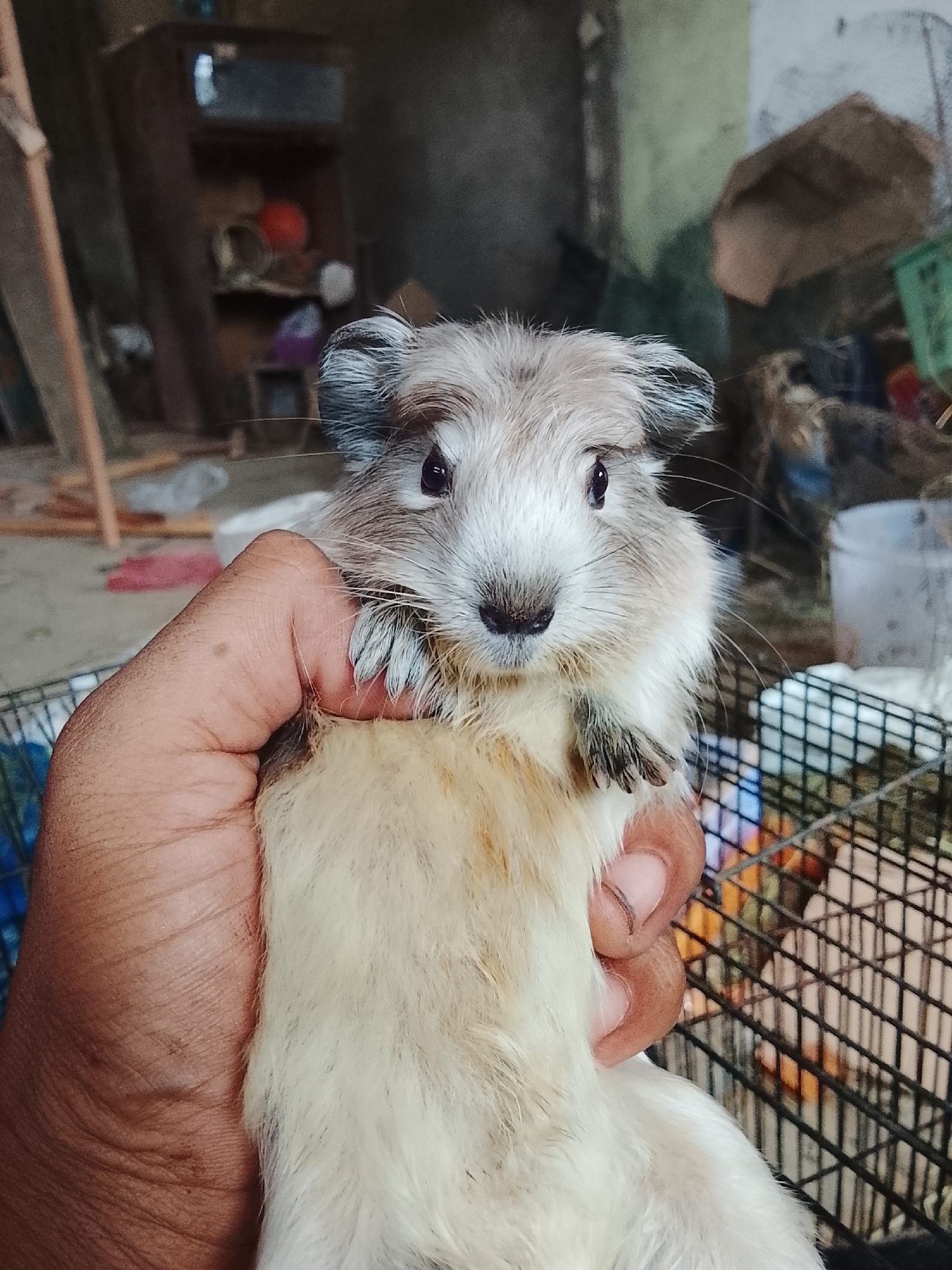 A close-up, low-angle shot shows a person's hand holding a guinea pig in Blang Cut, Indonesia. The guinea pig, primarily white with some light brown markings, faces the camera with wide, dark eyes and prominent whiskers. Its ears are tufted with grey and white fur. The hand, a light brown skin tone, is cupped around the guinea pig's body, with fingers visible holding the animal. In the background, a wire cage is partially visible, and beyond that, a cluttered indoor environment with shelves, various objects, and a green plastic container. The scene appears to be in a home or storage area, with natural light illuminating the subjects.