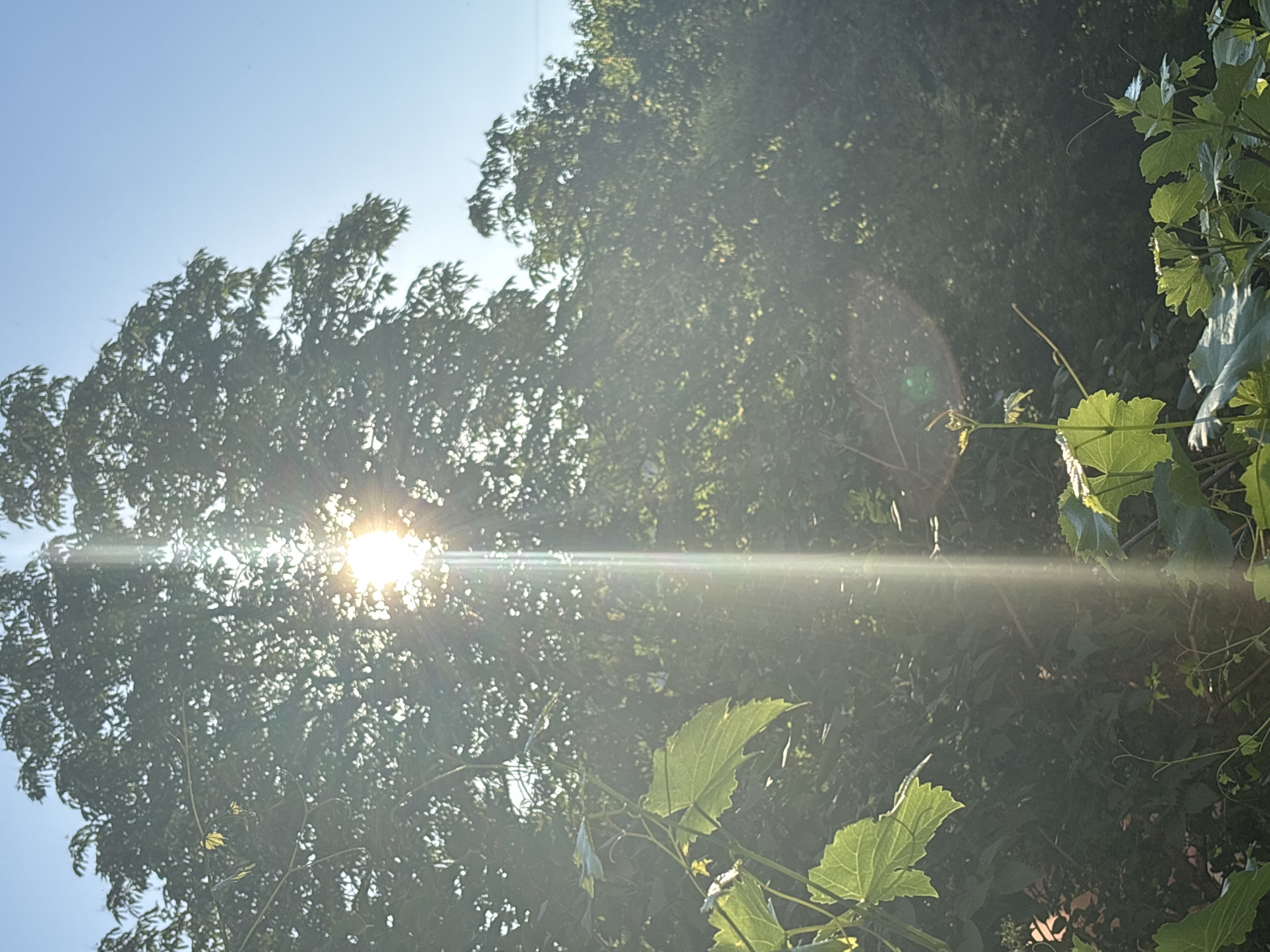 An outdoor, eye-level, medium shot captures a close-up of a bright sunburst directly behind a large tree. The sun creates a brilliant ray of light that extends vertically down the center of the image. The tree's dense green foliage is illuminated by the sun, with some leaves appearing translucent. In the foreground, several lush green leaves and vines are visible, some catching the sunlight. The background consists of a soft focus of more green foliage. The sky is a clear, pale blue.