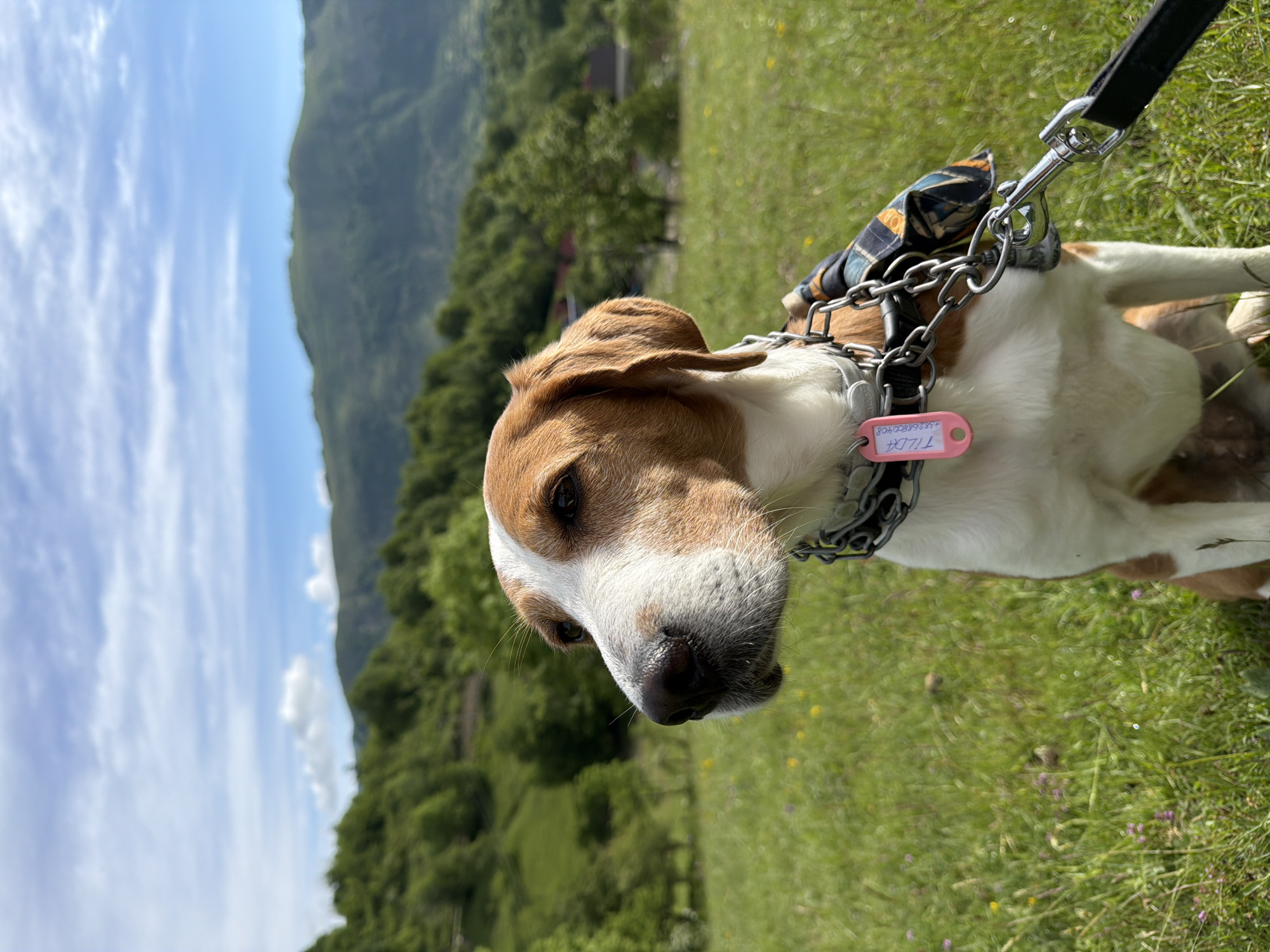 A medium-sized dog, possibly a hound mix with brown and white fur, is the central subject of this image, captured in a scenic outdoor setting in Miloševići, Montenegro. The photo is rotated 90 degrees clockwise, showing the dog seemingly on its side, looking towards the camera. Its head is predominantly brown, with a white muzzle and a black nose. Dark brown eyes are visible.
The dog wears a grey collar with a metal chain and a black leash attached via a silver clasp. A patterned bandana with blue, orange, and black designs is around its neck. Two tags hang from the collar: a silver one and a prominent pink, bone-shaped tag. On the pink tag, the name "TILDA" is clearly visible in black capital letters on the top line, and the phone number "+38268000408" is on the bottom line.
The dog is situated on a bright green grassy field, speckled with small yellow and purple flowers, suggesting a natural and wild landscape. In the background, lush, tree-covered mountains rise under a clear blue sky with scattered white clouds. The scene conveys a bright, sunny daytime, likely mid-morning or afternoon. The dog's expression appears calm and attentive.