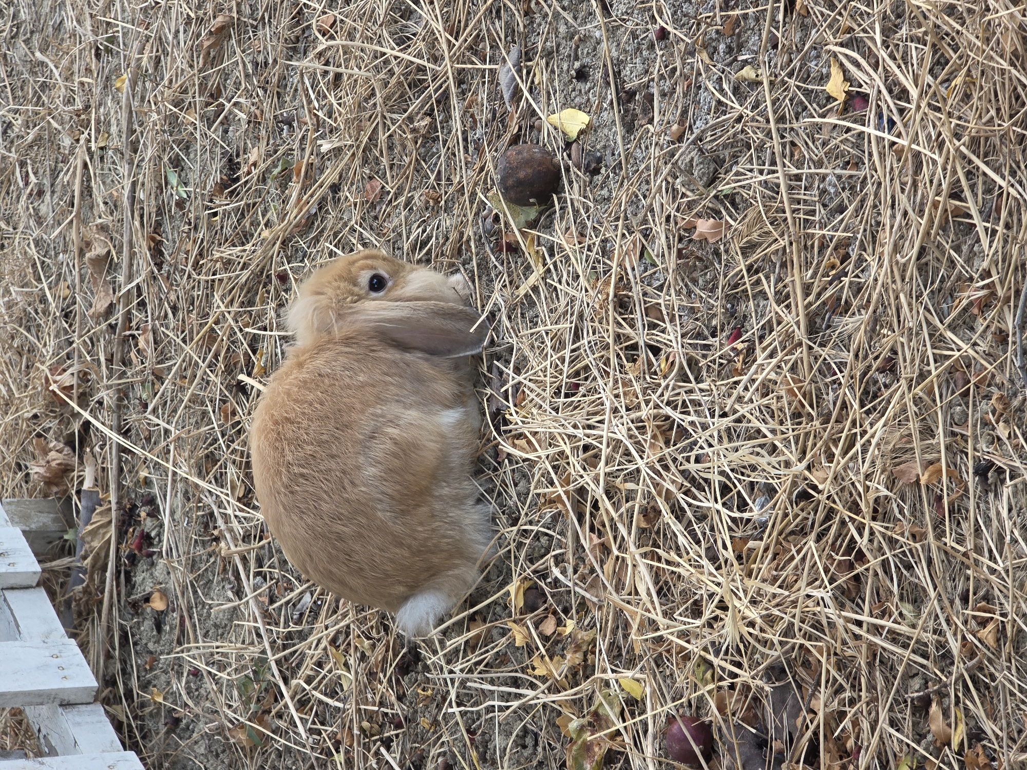 A light brown rabbit with floppy ears sits on a bed of dry straw and leaves. A white wooden fence is visible in the upper left corner of the frame. The rabbit's tail is a small puff of white fur. The ground is mostly covered in dried plant matter, with some small, dark red objects, possibly berries, scattered throughout. A single dark brown, round object, possibly a nut or a small stone, is located to the right of the rabbit. The lighting suggests it is daytime. There is no indication of the city of Baku, Azerbaijan.