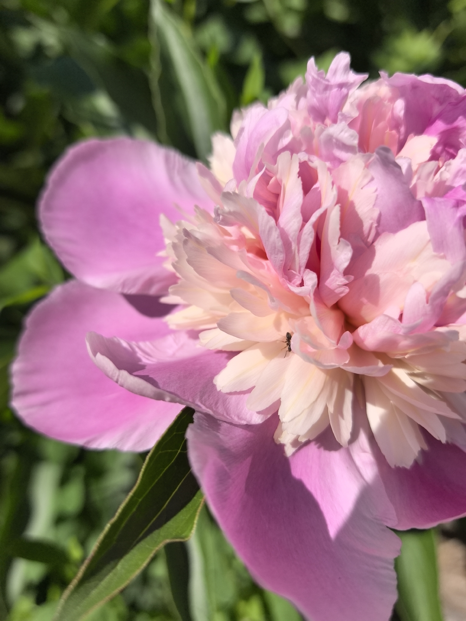 An ant is perched on the petals of a pink peony flower. The flower is in full bloom, with layers of delicate petals. The background is filled with lush green foliage, suggesting an outdoor setting. There are no people visible in the image. The scene is set in the city of Noviy, Russia.