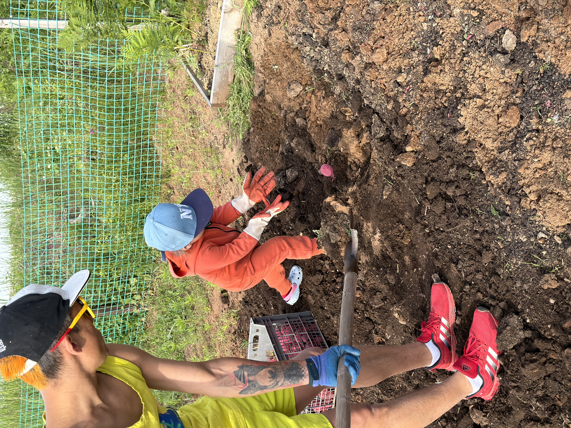 The image depicts an outdoor gardening scene in Chaikovsky, Russia. A lighter-skinned adult male, distinguishable by orange-dyed hair, a black and grey baseball cap, yellow-framed sunglasses, a yellow sleeveless top, yellow shorts, and red Adidas athletic shoes, stands on the left. A tattoo of a dog's head is visible on his left forearm. His right hand, covered by a blue work glove, holds a long-handled shovel with its metal spade resting on disturbed brown earth. He is bending forward, directing his gaze downward. To his right, a small child, clad in an orange hooded jumpsuit, a light blue baseball cap featuring a white "N" logo, light-colored gardening gloves, and light blue and pink Crocs, is actively engaged in digging the soil with gloved hands. A solitary pink, oblong object lies on the disturbed ground near the child's hands. Directly behind the adult and child, a grey plastic crate containing numerous red, oblong objects is visible. The background features a light green mesh fence spanning horizontally, beyond which are areas of grass and vegetation. A raised garden bed with wooden borders, containing green plants, is situated in the upper right quadrant of the image. The ground consists of tilled brown soil with some scattered green growth.