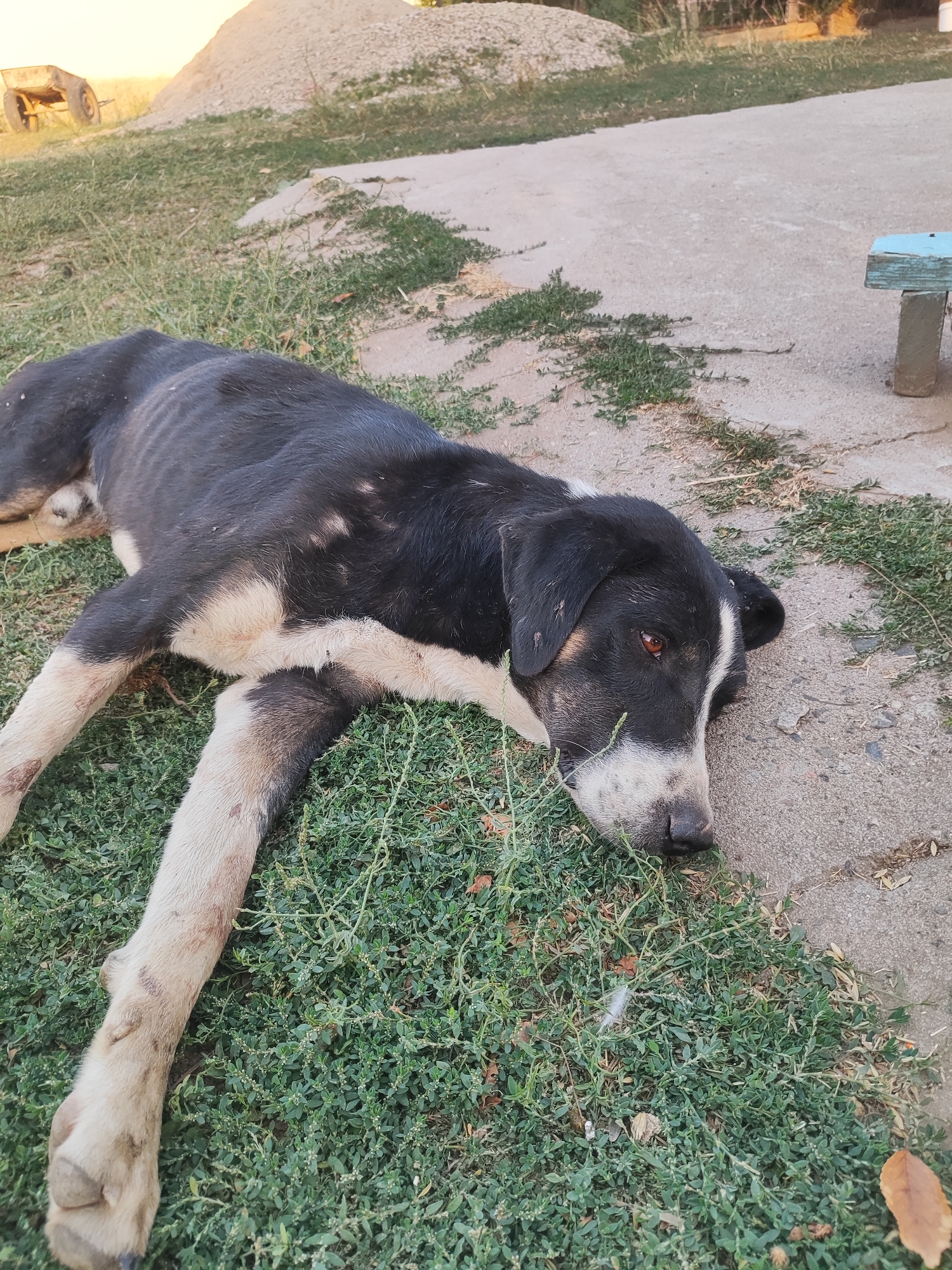 A black and white dog is lying down on a patch of grass next to a concrete walkway. The dog appears thin and has visible ribs. Its head is resting on the concrete, and its eyes are partially closed. In the background, there is a pile of gravel and a small, two-wheeled cart. A portion of a light blue bench is visible in the upper right corner. The environment appears to be outdoors, possibly in an undeveloped or construction area. The lighting suggests it is daytime, with the sun casting shadows. The location is identified as Sultonobod, Tajikistan.