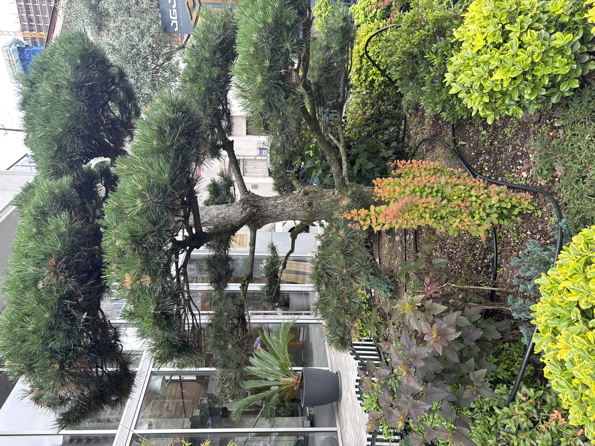 The image depicts a well-maintained garden area in front of a modern building, likely in the city of Batumi, Georgia, given the architectural style and lush vegetation. A large, sculpted pine tree with dense green needles is the central focus, its branches extending horizontally and providing shade.
In the background, the building features large glass windows, reflecting the surrounding environment and hinting at an urban setting. A tall potted plant, possibly a cycad, is visible on the paved walkway next to the building. The garden itself is a mix of various plants, including a shrub with dark reddish-purple leaves, a vibrant green, bushy shrub, and a smaller plant with bright orange-pink foliage, possibly barberry. Black irrigation tubing snakes through the garden beds, indicating a deliberate landscaping effort. A low black metal fence separates the garden from the walkway. The overall impression is one of urban landscaping, blending natural elements with modern architecture. There are no people visible in the image.