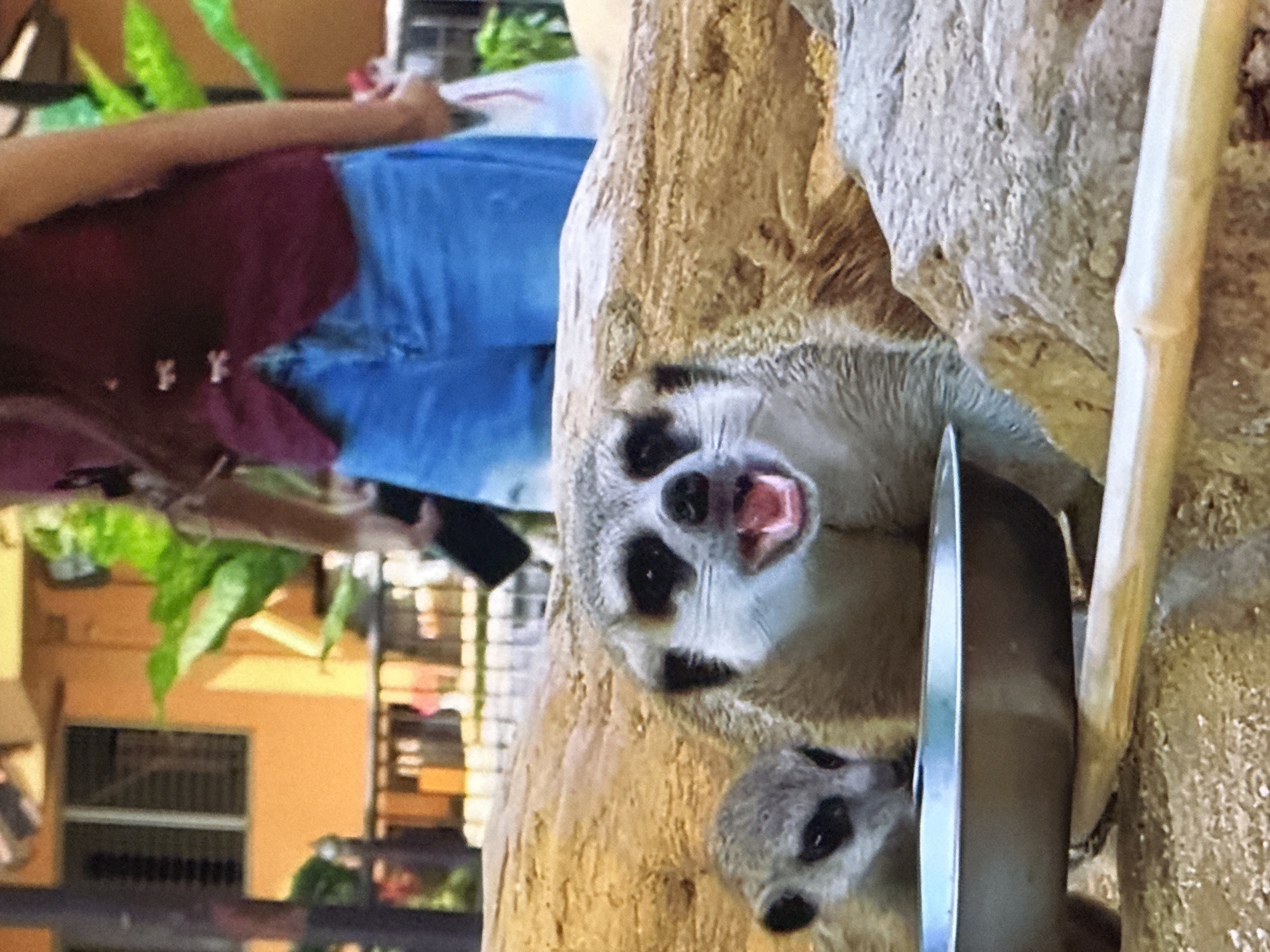 The image shows a close-up of two meerkats in an enclosure. The larger meerkat in the foreground has its mouth open, appearing to vocalize or eat. A smaller meerkat is visible to its left, looking towards the viewer. Both meerkats are on a textured, sandy surface with rocks and a log. A metal bowl is positioned in front of the meerkats. In the background, a person wearing blue denim shorts and a maroon top is partially visible, along with a blurred building and foliage. The scene does not provide any information about the city of Tallinn, Estonia.