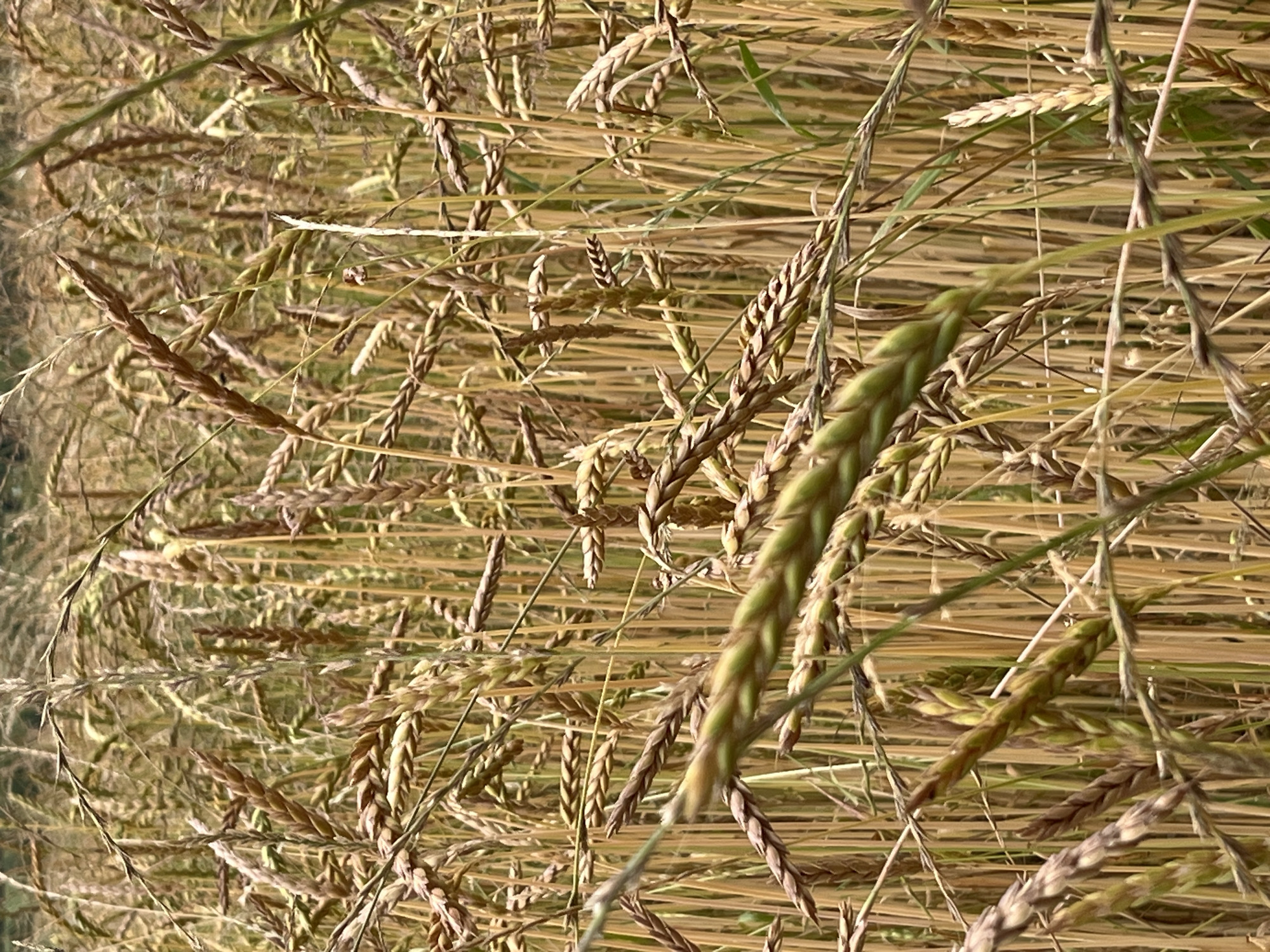 The image shows a close-up view of a field of ripe spelt wheat, with the stalks and seed heads dominating the frame. The wheat is predominantly a golden-brown color, indicating maturity, with some stalks showing a greener hue, suggesting a mix of ripening stages. The field appears dense, with numerous stalks intertwined. The background is out of focus, creating a shallow depth of field that emphasizes the texture and detail of the wheat in the foreground. The lighting suggests an overcast or diffused natural light, casting soft shadows. The image does not contain any people, man-made objects, or specific landmarks that would indicate its location within the city of Saint-Vith, Belgium. It is a natural scene of a cultivated crop.