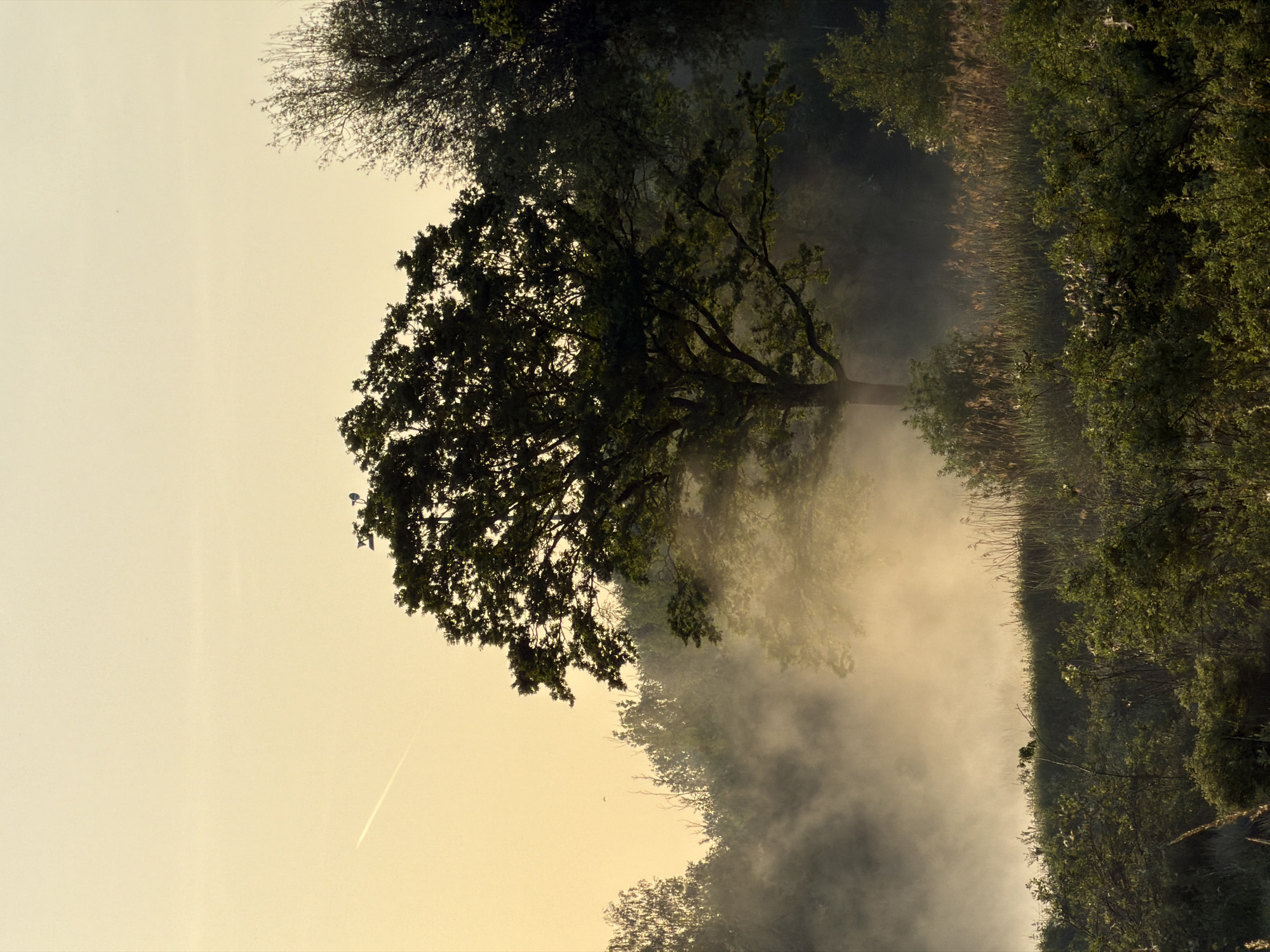 The image depicts a landscape scene, likely at dawn or dusk, with a prominent tree shrouded in mist or fog. The location is suggested to be in or near Esch-sur-Alzette, Luxembourg, though specific landmarks are not visible. The sky is a pale yellow-beige, possibly reflecting sunrise or sunset. A contrail from an aircraft is visible in the upper-left quadrant of the image. The mist is concentrated around the tree and the lower portion of the image, partially obscuring vegetation. Dense foliage and trees surround the scene. There are no people visible.