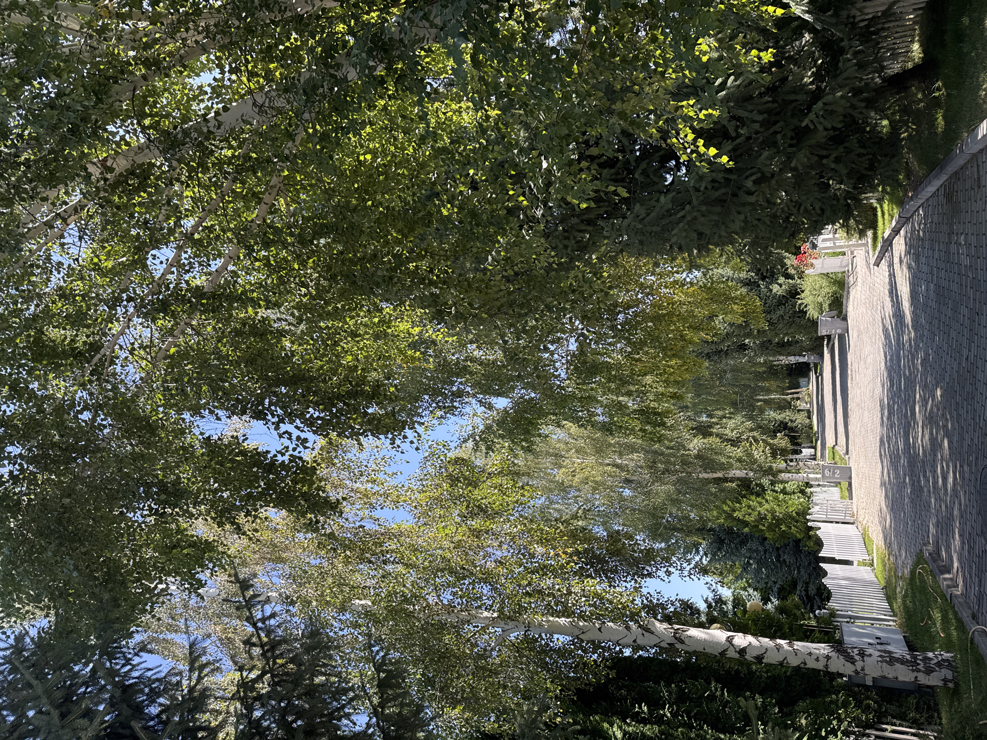 The image depicts a paved walkway lined with trees on both sides, creating a shaded path. On the left side, a white picket fence runs along the edge of the walkway, with some green foliage and trees behind it. A notable feature is a large birch tree with white bark positioned prominently on the left. Further down the path, on the right, more trees form a dense canopy. The sky is visible through the gaps in the leaves, appearing clear and blue. The walkway itself is constructed of interlocking gray pavers and is illuminated by sunlight filtering through the trees, casting shadows on the ground. The scene suggests an outdoor public area, possibly a park or a residential street in Sary-Oy, Kyrgyzstan, given the context. There are no people visible in the image, and the overall impression is one of a peaceful, tree-lined environment.