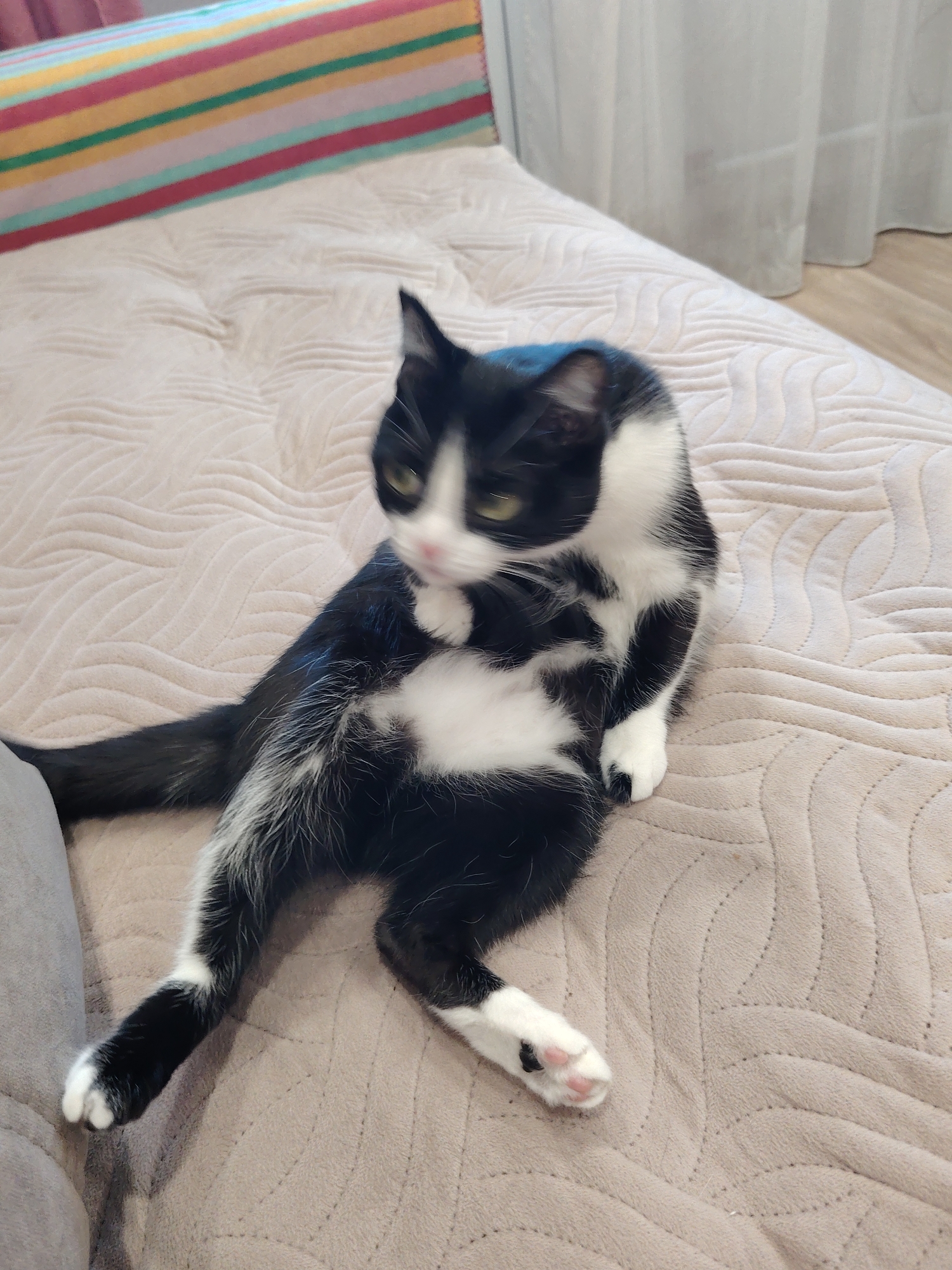 A black and white cat sits on a beige, textured blanket. The cat is facing left, with its body turned towards the camera and its head tilted. Its left paw is raised and touching its face. The cat has green eyes and a pink nose. Behind the cat, a striped pillow with red, yellow, green, and blue stripes is visible. In the background, sheer white curtains hang. The scene is indoors, on what appears to be a bed or sofa.