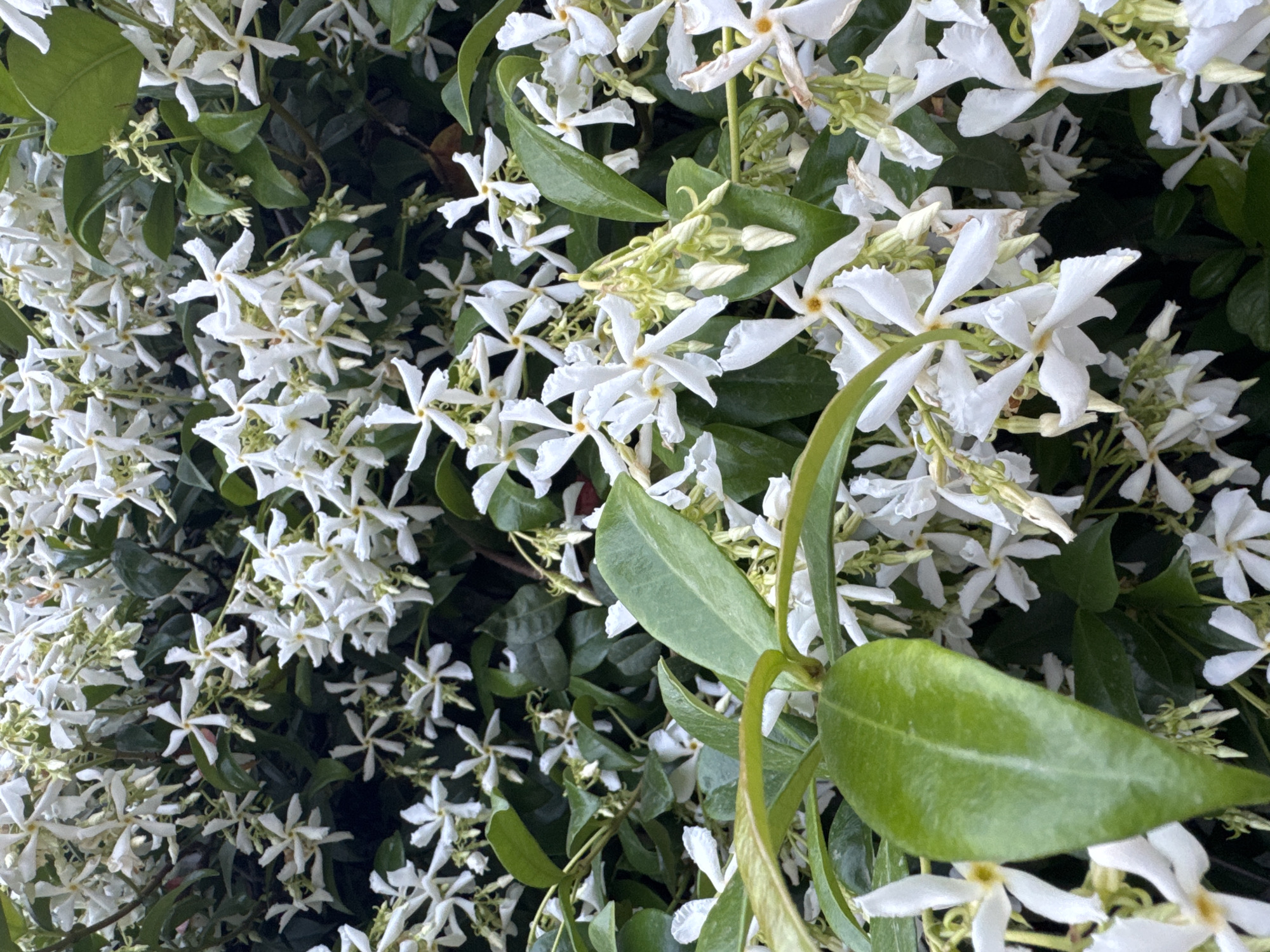 A close-up shot shows a dense cluster of star jasmine flowers mixed with green leaves. The white flowers are abundant, and some show slight imperfections or drying. The leaves are oval-shaped with prominent veins. The location in Budva, Montenegro, is not apparent from the image alone. The image focuses primarily on the flora.