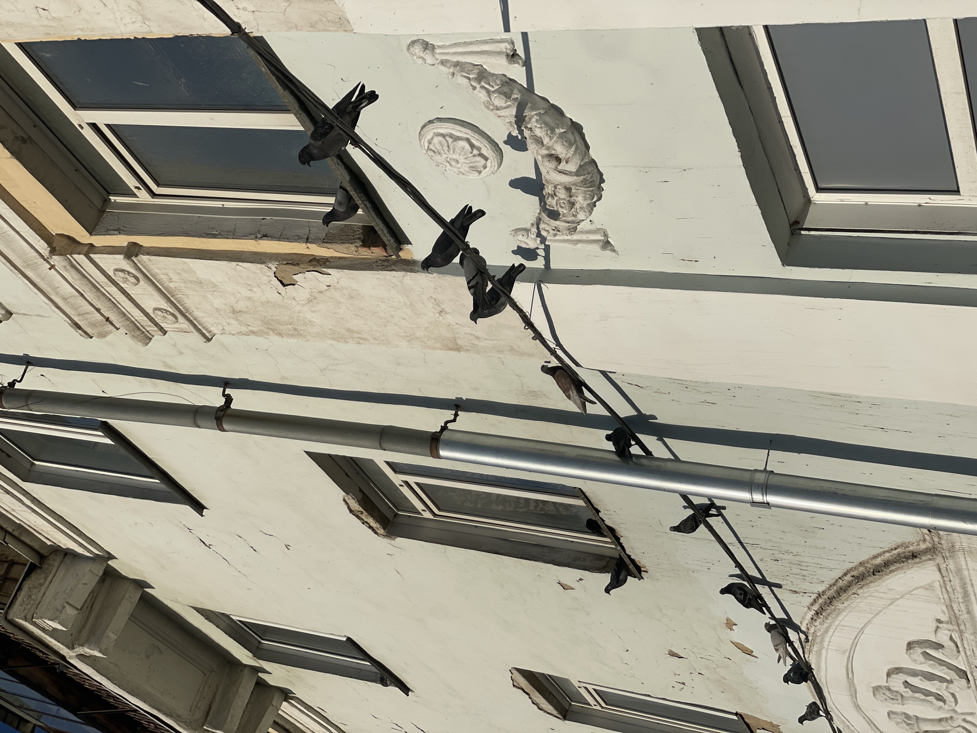 This is a close-up, upside-down photograph of a building facade with several pigeons perched on wires and ledges. The building appears to be old, with peeling paint and visible cracks in the stucco. There are several windows visible, some of which are skylights. The overall color palette is muted, with pale blues and whites dominating the building's exterior, contrasting with the dark pigeons and metal pipes.
The subjects are primarily the pigeons, which are gathered in small groups on thin wires that run horizontally across the frame. Their dark plumage stands out against the lighter background. The scene is an urban architectural setting, likely a residential or commercial building, with elements of wear and tear suggesting age.
No specific activity or event is clearly depicted beyond the pigeons resting on the wires. The time of day appears to be daytime, with strong sunlight casting shadows on the facade, indicating clear weather. The architectural details, such as the decorative plasterwork above one of the windows, hint at a European or older urban style. There are no discernible emotions conveyed in the image, and no visible text. The upside-down orientation of the photograph creates an unusual and slightly disorienting perspective.