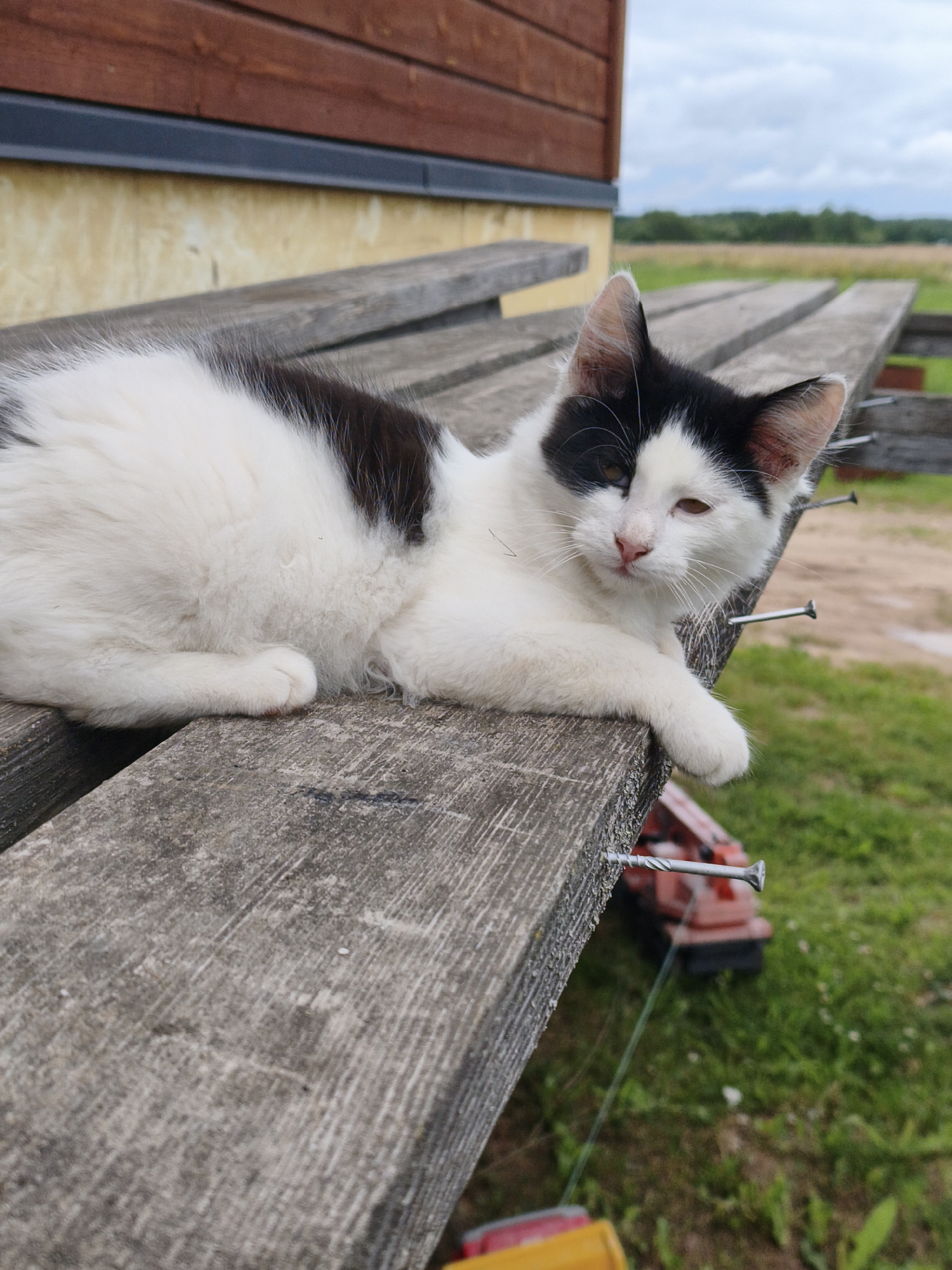 A black and white kitten lies on a weathered wooden plank, its body partially stretched out. The kitten's fur is predominantly white with black markings on its head and back. One eye is open, revealing a yellow iris, while the other appears partially closed or obscured. The kitten's left paw rests on the edge of the plank, with its claws extended slightly. The wooden plank is rough and shows signs of wear, with visible grain and some dirt. Several large nails are driven into the plank from the side, protruding outwards. In the background, a wooden building with brown siding is visible, as is a patch of yellow wall. Beyond the building, a green, grassy field stretches into the distance under a cloudy sky. The scene appears to be outdoors, possibly in a rural or construction area in Kyviškės, Lithuania, suggested by the rustic elements and the outdoor setting.