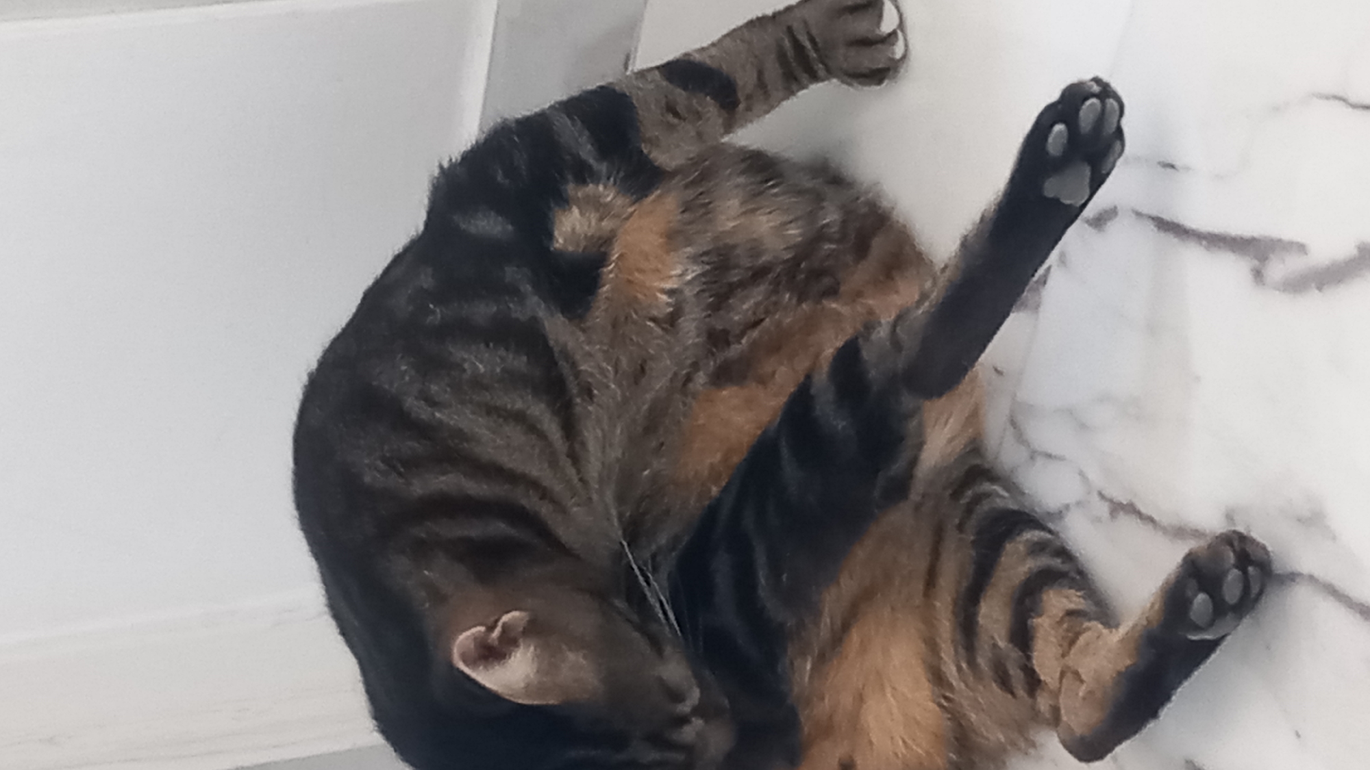 An adult tabby cat is grooming itself on a marble-patterned floor. The cat is facing left, with its head tucked towards its body as it licks its flank. Its fur is a mix of black and brown stripes. The background consists of a white wall and a light gray baseboard. The scene appears to be indoors, possibly in a residential setting in Άγιος Νεκτάριος, Greece.