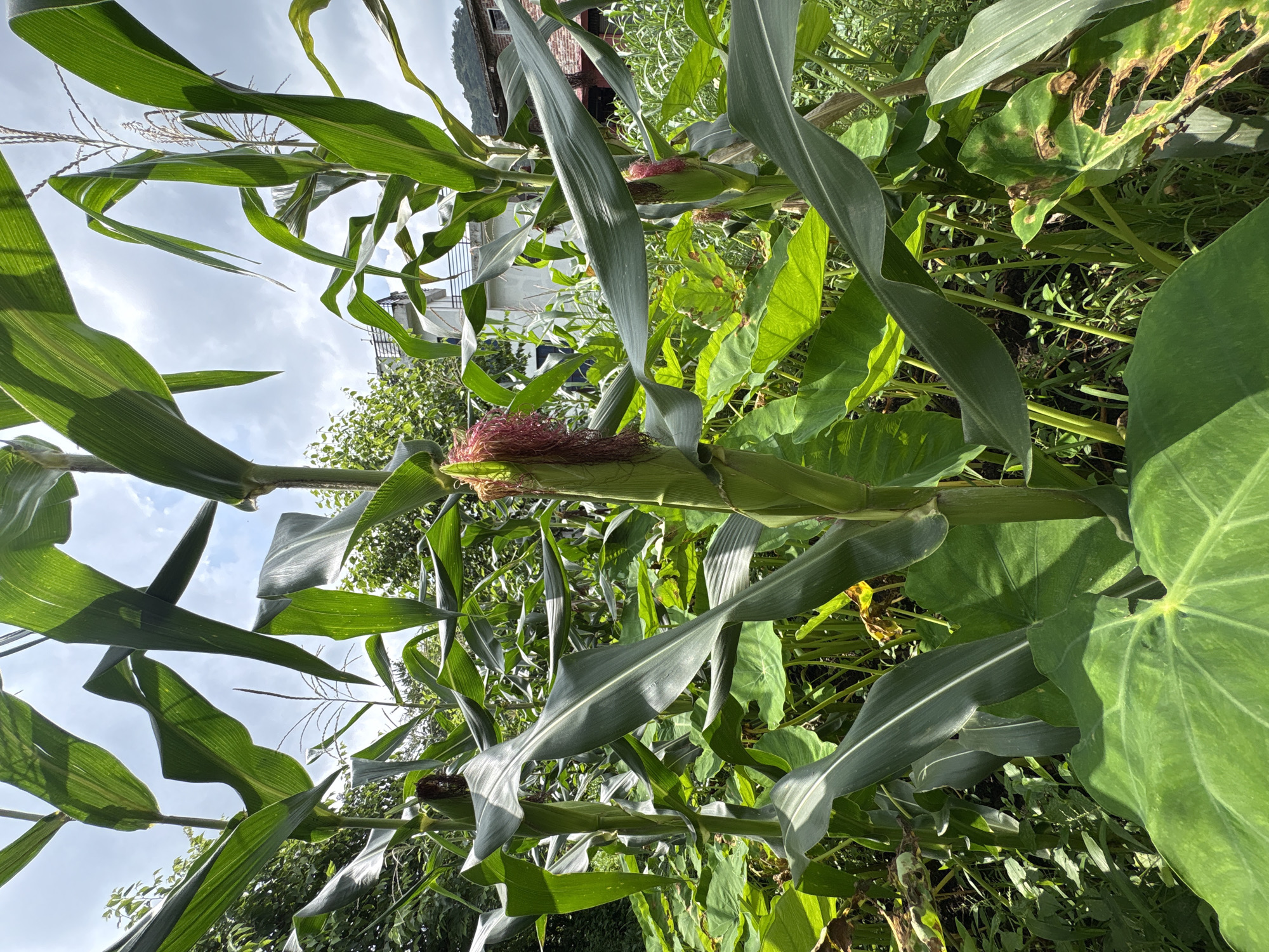 In Baldwara, India, a dense garden is captured under a partly cloudy sky. The foreground is dominated by large, vibrant green taro leaves, some showing signs of wear and tear. Towering over these are stalks of corn, their broad green leaves catching the sunlight. One corn stalk in the center features a developing ear of corn, its silk a striking reddish-pink. In the background, hints of human habitation emerge, with glimpses of rooftops and buildings peeking through the foliage, suggesting a rural or semi-urban setting. The overall impression is one of lush, natural growth interwoven with the presence of human structures.