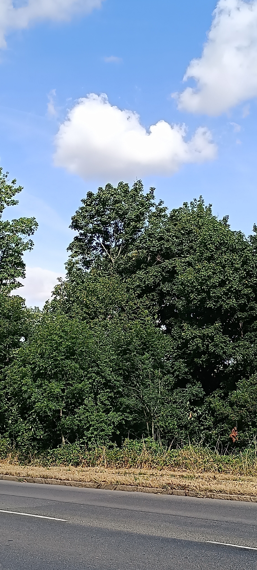 This is a vertical, eye-level, full-shot photograph of a roadside scene with a focus on foliage and sky. The foreground features a paved road with a white line marking its edge, suggesting it is an urban or suburban setting. Adjacent to the road is a strip of dry, golden grass and then a dense wall of green trees and bushes, indicating vegetation likely lining the road. In the background, a bright blue sky is visible with fluffy white clouds. The trees appear lush and healthy, with the canopy of the larger trees dominating the upper half of the image. The lighting suggests it is a sunny day. There are no people or animals present in the image. The scene is devoid of any specific landmarks that would pinpoint a location within Waiblingen, Germany, other than the general description of a road with roadside vegetation.