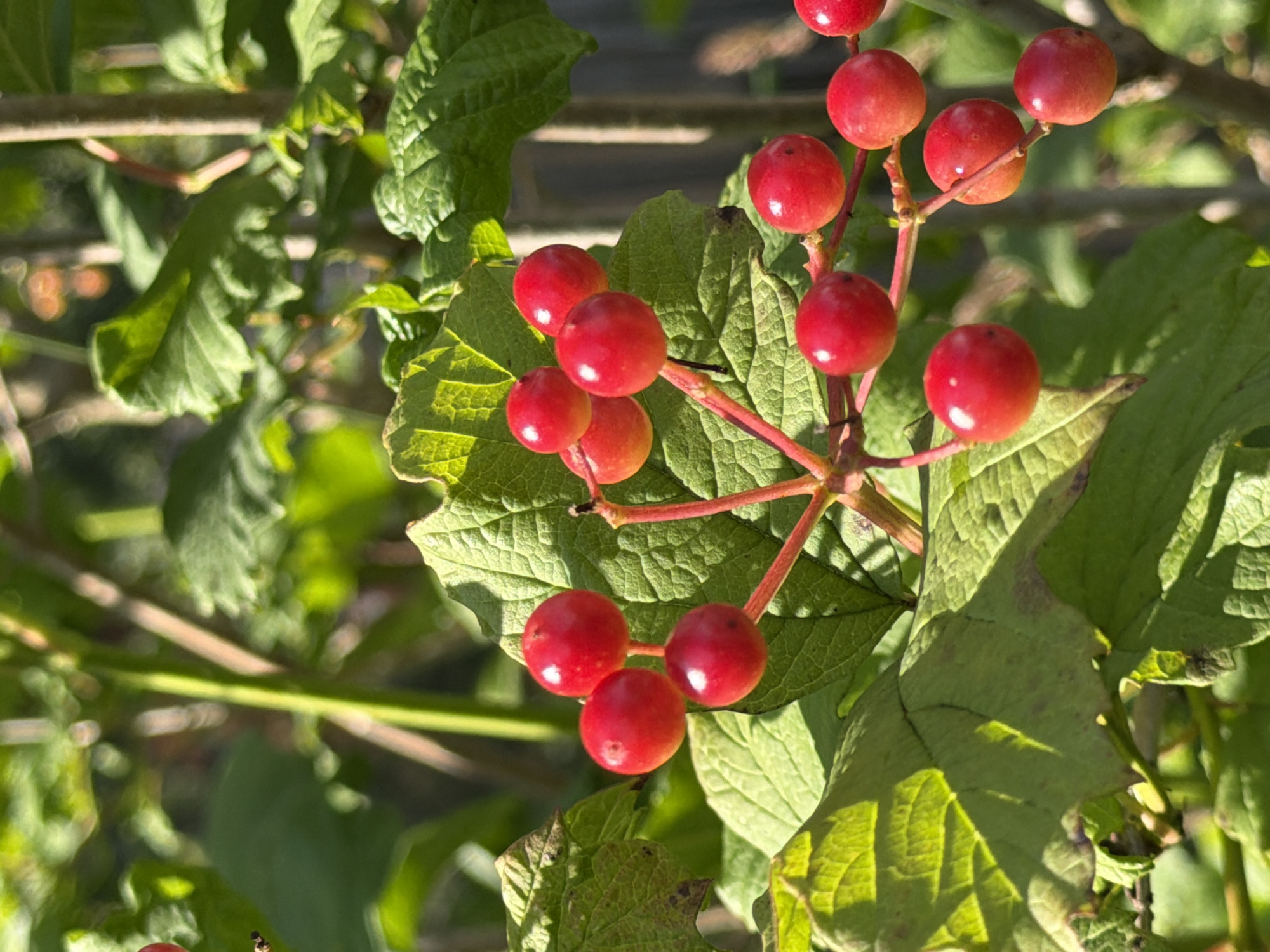 A close-up, vertical, eye-level shot focuses on a cluster of bright red berries on a branch, set against a blurred background of green foliage and dappled sunlight. The berries are round and glossy, with a few showing slight hints of orange where they are beginning to ripen. They are attached to thin, reddish stems that branch out from a central point. The leaves are large, textured, and a vibrant green, with some showing hints of purple around the edges. The overall lighting suggests it is daytime, with sunlight filtering through the leaves, creating bright highlights and soft shadows. The scene is natural and appears to be outdoors, possibly in a garden or park setting in the city of Pokrov, Russia. There are no people or discernible man-made structures visible in this specific frame.