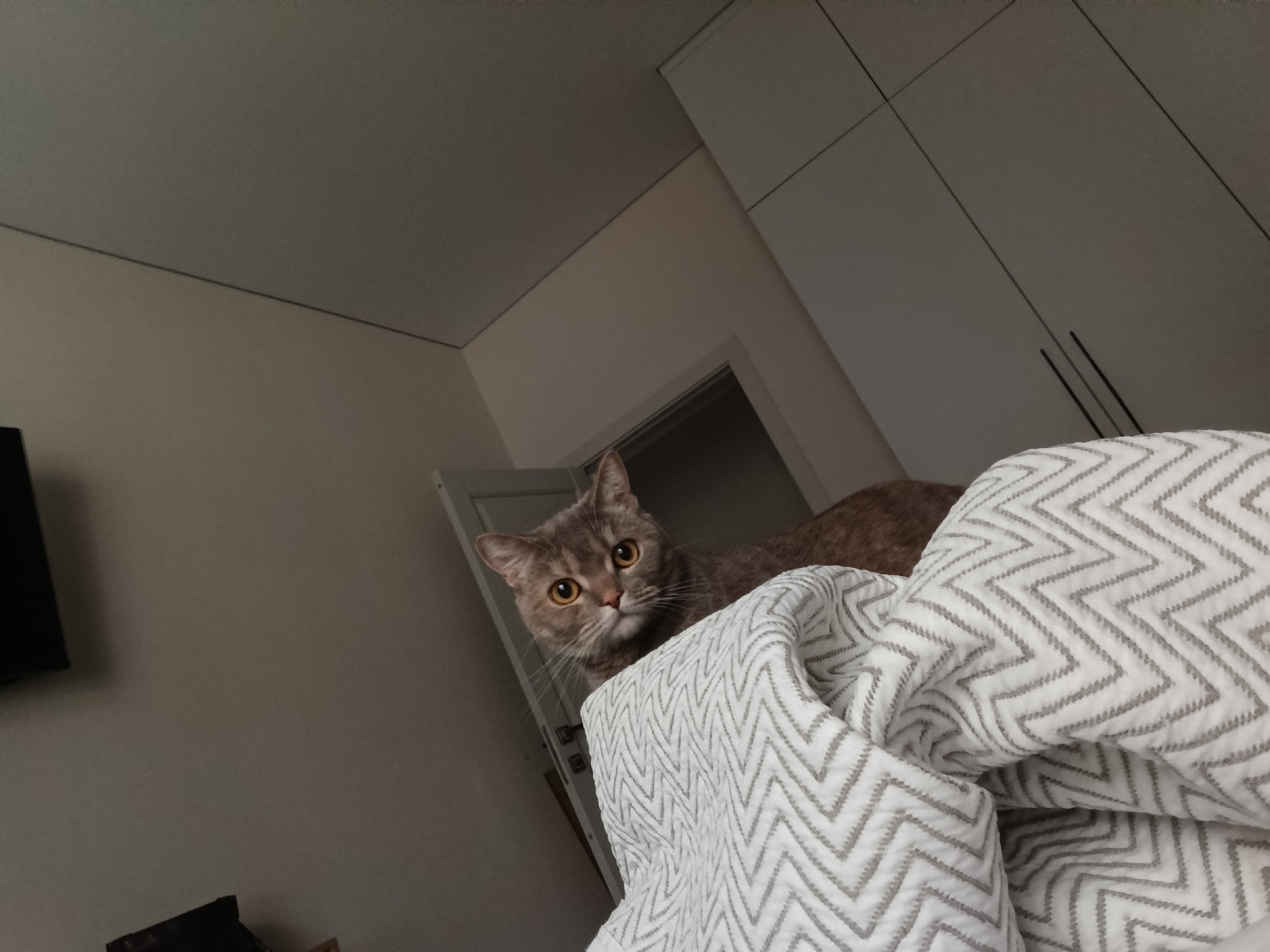 A medium shot shows a domestic cat of a grey tabby breed, resting on a bed covered with a white duvet with a gray zigzag pattern. The cat's gaze is directed towards the camera, and it is positioned near a doorway in what appears to be a residential setting. The background includes a section of a wall-mounted cabinet with vertical handles. The setting seems to be indoors, with the lighting appearing soft. The location details of Chaikovsky, Russia are not verifiable from the image itself.