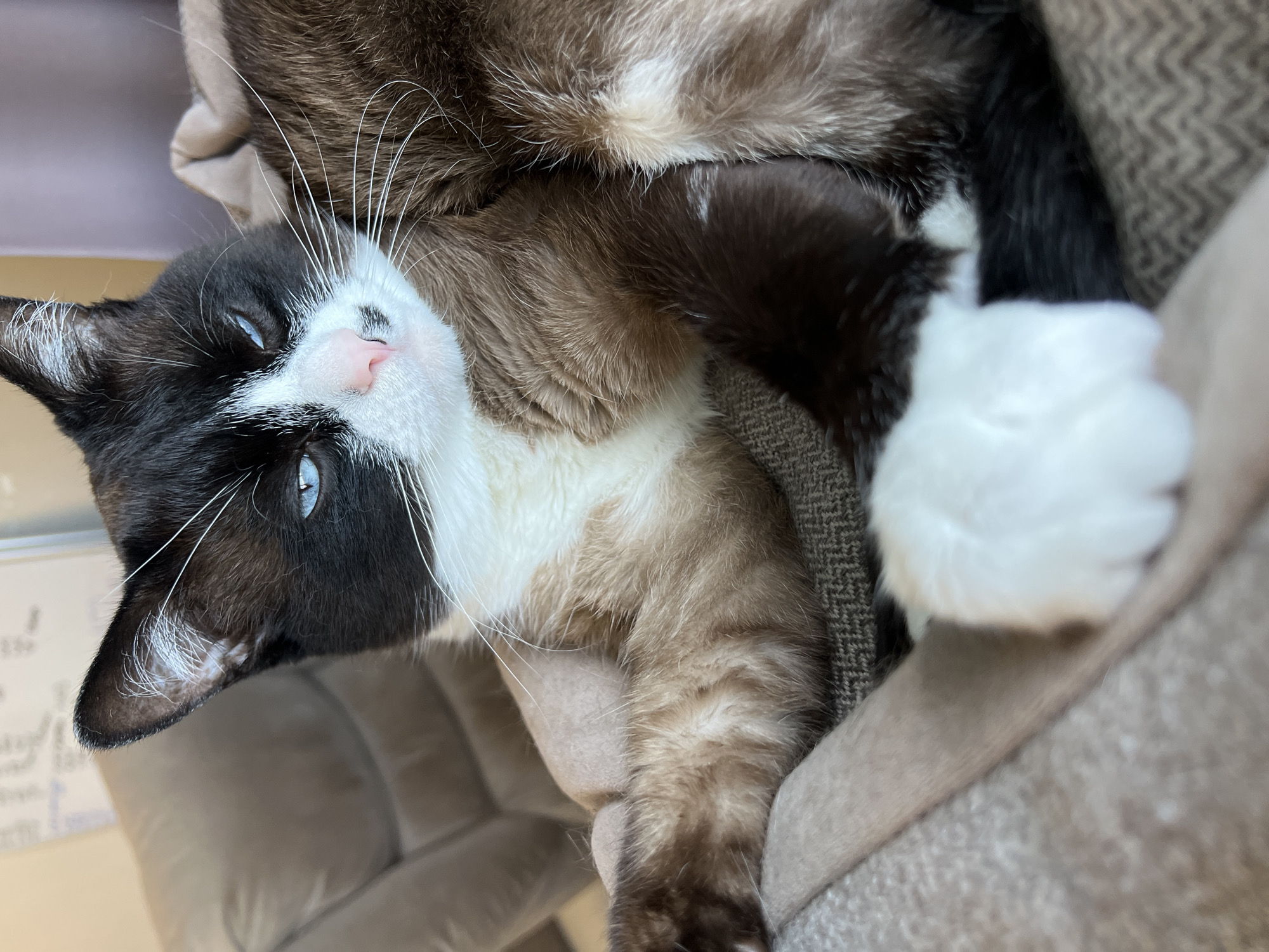 The image captures a close-up of a domestic cat with distinctive colorpoint markings, resting comfortably indoors in what appears to be Noviy, Russia. The cat's face features a mask of black fur around its ears and eyes, contrasted by a white muzzle and chest. It has bright blue eyes, which are partially closed, indicating a state of relaxation or drowsiness. A delicate light pink nose and long white whiskers are prominent. The fur on its body is a blend of light brown and cream, transitioning to darker brown on what appears to be its front leg and paws. One white paw is visible in the lower right corner, appearing soft and fluffy.
The cat is positioned on a soft, textured surface, likely a blanket or a cat bed, characterized by a woven pattern in shades of brown and beige. Another part of a cat, possibly the same one or a different cat, with similar brown fur, is partially visible and out of focus in the background, lying close to the main subject. The overall setting suggests a cozy and peaceful indoor environment. The lighting implies daytime, though no specific light source is apparent. On the far left of the blurry background, there is a faint, illegible white writing or drawing on a light surface. The cat's expression conveys calmness and contentment.