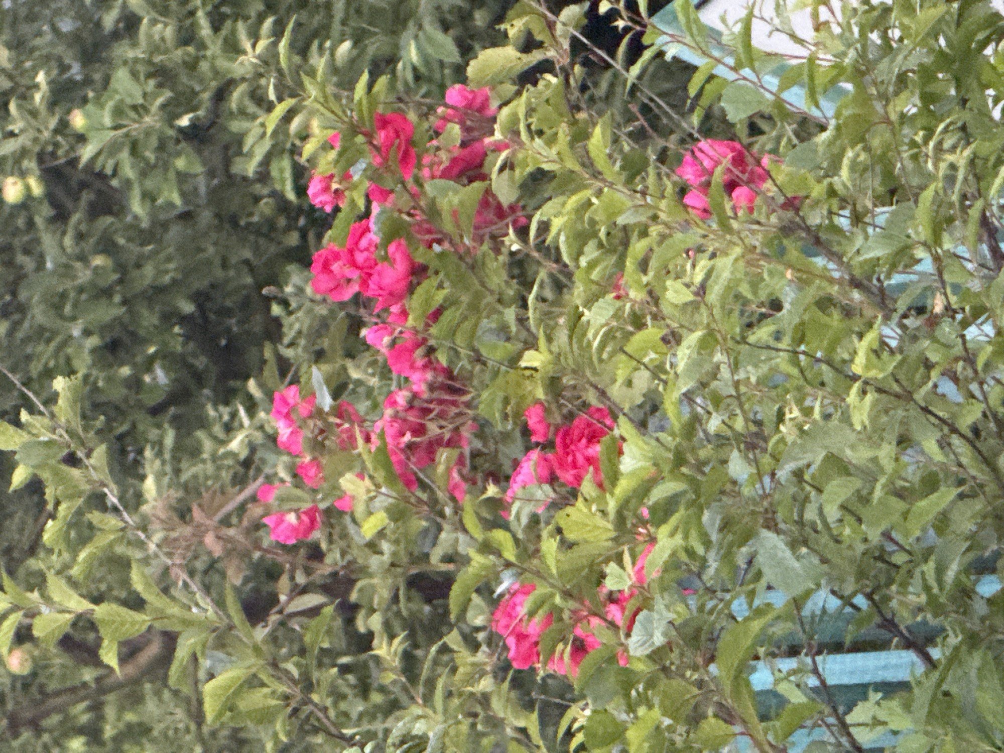 The image depicts a close-up view of a dense bush with vibrant pink flowers, likely roses, interspersed with green leaves. The bush is situated in front of a light blue, weathered wooden fence. In the background, out-of-focus green foliage and what appear to be small, light-colored fruits, possibly apples, suggest a garden or natural setting. The lighting appears to be natural daylight, creating soft shadows. The scene is located in Balta, Ukraine. There are no people or animals visible in the image.