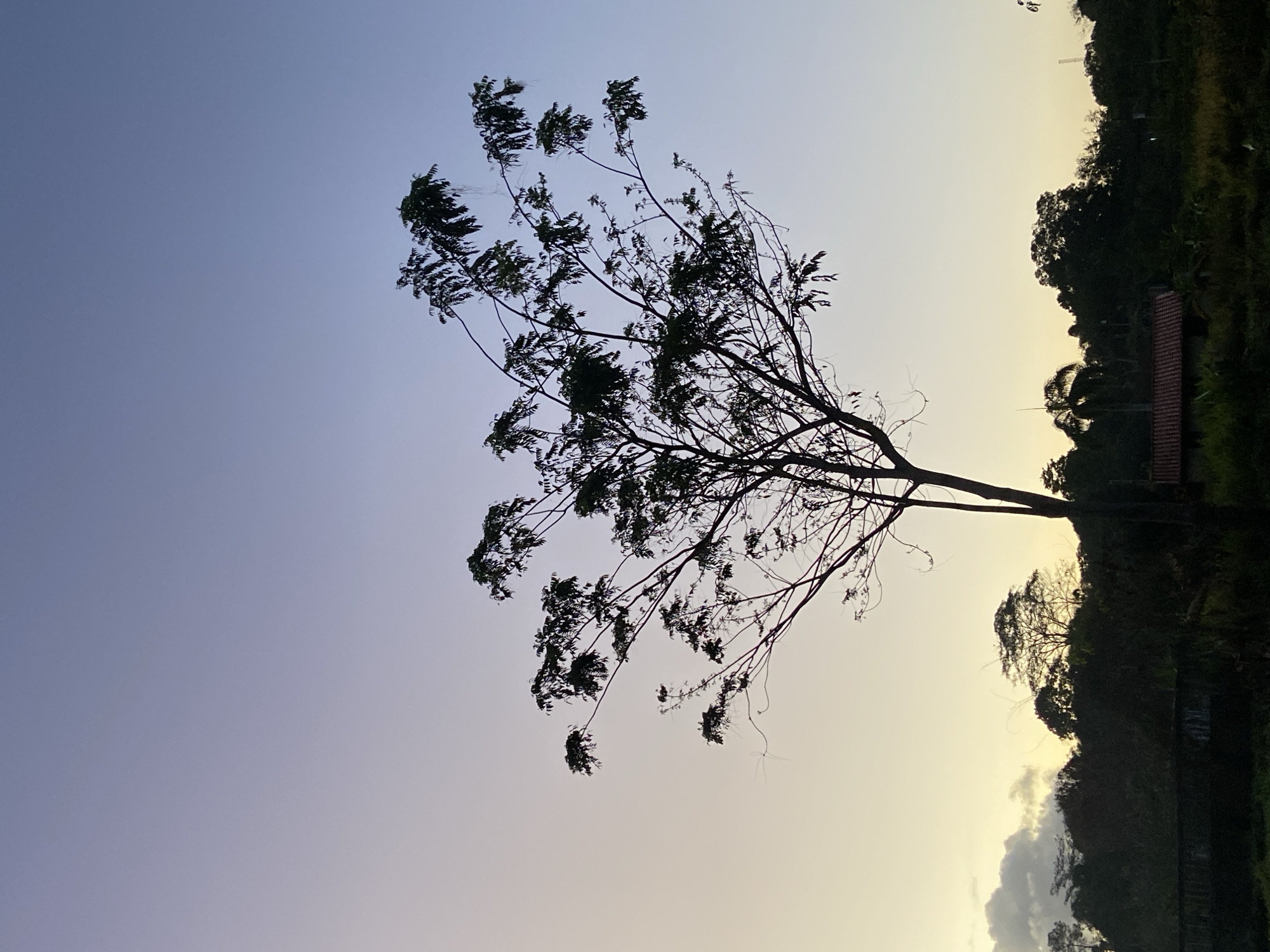 The image presents an outdoor landscape captured at dusk or dawn in Los Velásquez, Venezuela. The upper two-thirds of the frame consist of a gradient sky, transitioning from a pale yellow-orange at the lower left horizon to a light blue-purple in the upper right quadrant. A solitary deciduous tree stands centrally in the midground, silhouetted against the sky. Its dark trunk and primary branches are visible, with clusters of foliage concentrated towards the ends of the upper branches. The lower third of the image is dominated by dark, silhouetted vegetation and structures. On the left, a dark, horizontal structure, consistent with a low wall or fence, is present. To the right of the central tree, a small structure featuring a reddish-brown tiled roof is partially discernible amidst dense, dark foliage. The horizon line is composed of a continuous band of dark, dense tree cover. A cluster of dark clouds is visible on the far left portion of the horizon. No individuals, animals, or active subjects are present in the scene.