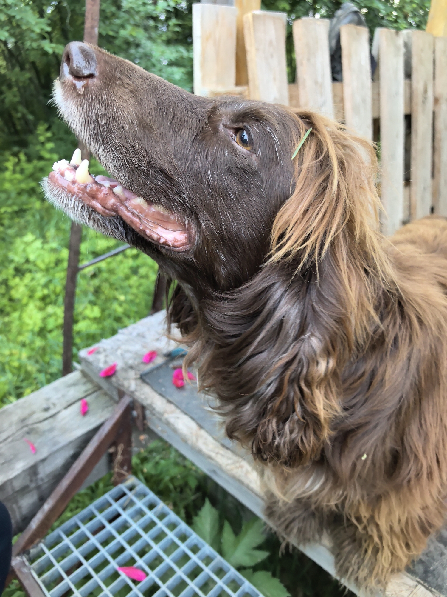 The image displays a medium-sized dog, possibly a spaniel, with long, wavy brown fur that includes lighter, reddish-brown, and tan highlights, particularly noticeable around the ears and chest. The dog's muzzle shows areas of graying fur, and a small droplet of clear liquid is visible at its dark brown nose. Its mouth is open, revealing white canines and incisors against pink gums. The dog's visible right eye is dark brown with a prominent reflection, and a single green blade of grass is caught in the fur above this eye. The dog's head is tilted upward and slightly to its left, indicating it is looking at something above its line of sight.
The animal is situated on or next to a rustic, unpainted wooden structure composed of planks. In the lower left foreground, a metal grate with a square grid pattern is partially visible. Scattered across both the wooden planks and the metal grate are several small, bright pink, petal-shaped objects, consistent with artificial confetti or decorative elements. The background features lush green foliage and trees, denoting an outdoor, natural setting. Behind the dog, a light-colored wooden fence or barrier, constructed from vertical planks, is partially visible, with a blurred dark shape discernible behind it. The scene is located in Гаревая, Russia.