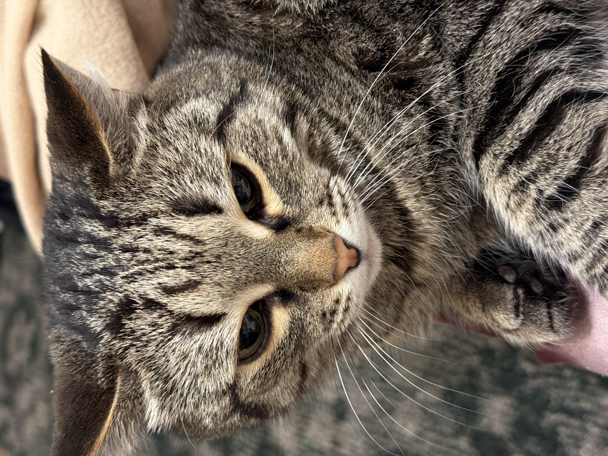 A close-up, high-angle shot depicts a tabby cat. The cat is lying down, possibly on a person's lap as a hint of pink clothing is visible near its paw. The cat has a striped pattern of dark browns and grays, with white whiskers and green eyes. The location is unknown.