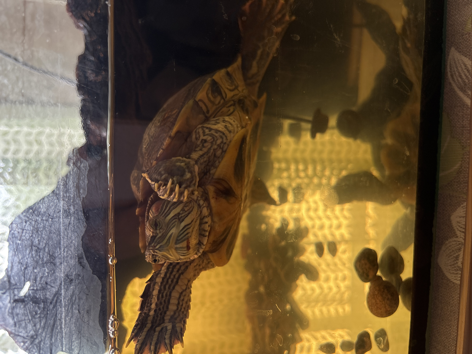 The media file shows two red-eared slider turtles in an aquarium. The turtles are positioned vertically, with one on top of the other. The bottom turtle appears to be supporting the top turtle on its shell. Both turtles have distinctive yellow and black markings on their shells and skin. The aquarium contains water, some small pebbles, and a dark, textured background on the left side, possibly representing a rock or driftwood. The water has a yellowish tint, suggesting it may contain algae or mineral deposits. The lighting in the scene is warm, creating reflections on the glass and highlighting the texture of the aquarium's surroundings. The overall setting is that of a pet's habitat. There is no discernible text visible in the image.