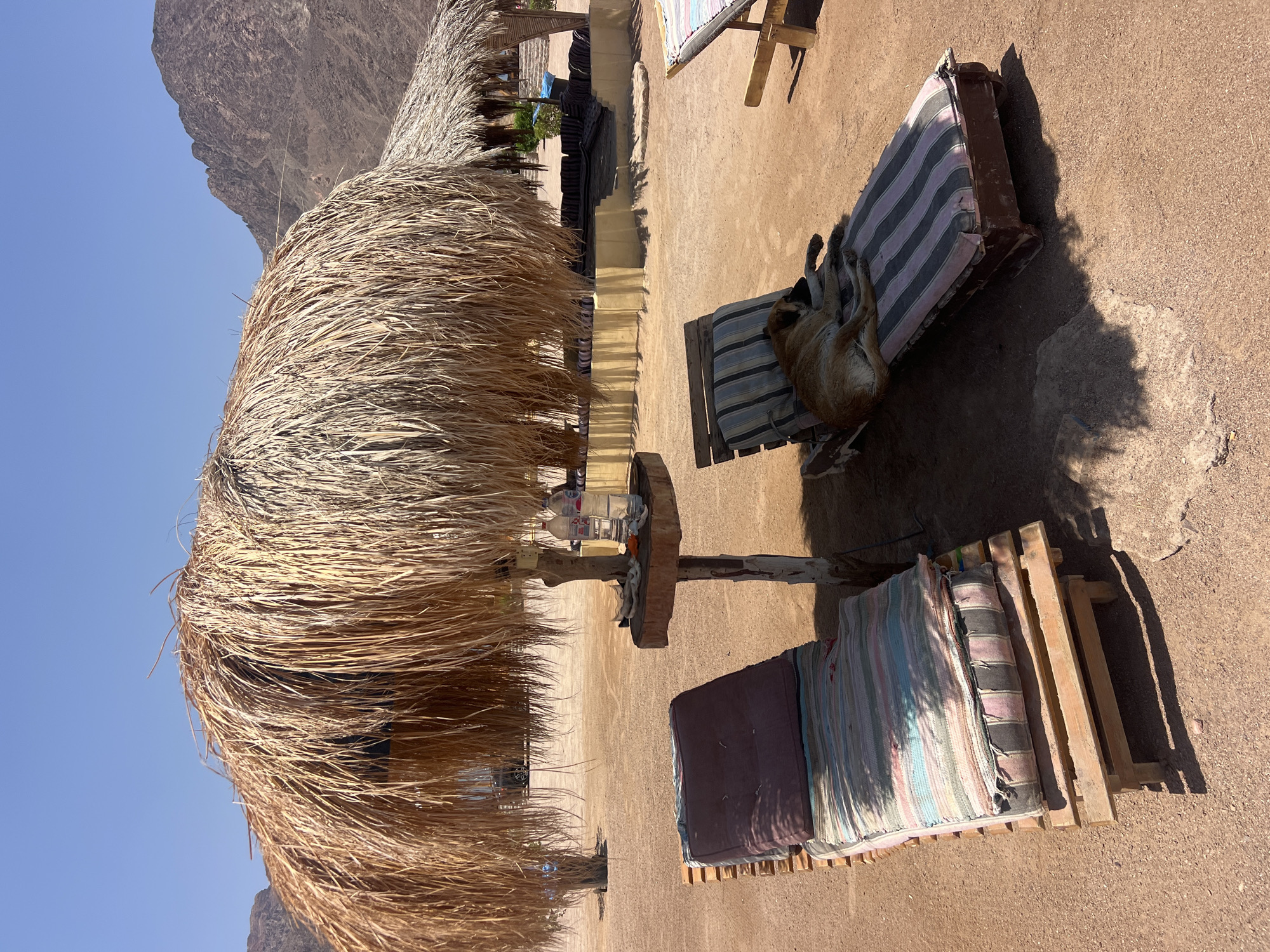 This image depicts a serene beach scene in Nuweiba, Egypt, under a clear blue sky. In the foreground, two rustic wooden lounge chairs, adorned with colorful striped cushions, are positioned on sandy ground. A fluffy, tan-colored dog rests peacefully on the rightmost lounge chair, its body curled up in a relaxed posture. Above the chairs, a large, thatched umbrella provides shade. To the left, a small wooden table holds several bottles of water. In the background, a mountainous landscape rises, suggesting a desert environment. A smaller thatched structure is visible further back. The overall impression is one of a tranquil, sun-drenched coastal retreat.