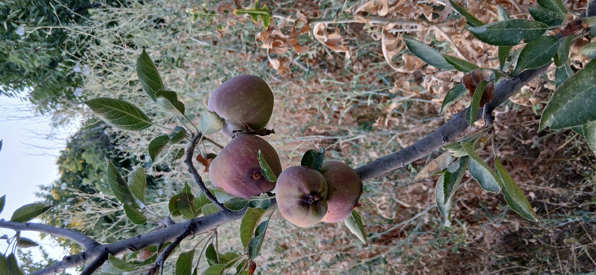 In Charshanba, Uzbekistan, an apple tree branch displays a cluster of five small, unripe apples. The apples are a mottled reddish-green, with some showing signs of browning or damage. The branch itself is thin and gray, adorned with green leaves and some dry, brown foliage. The background consists of dry grass and scattered green bushes under a hazy sky.