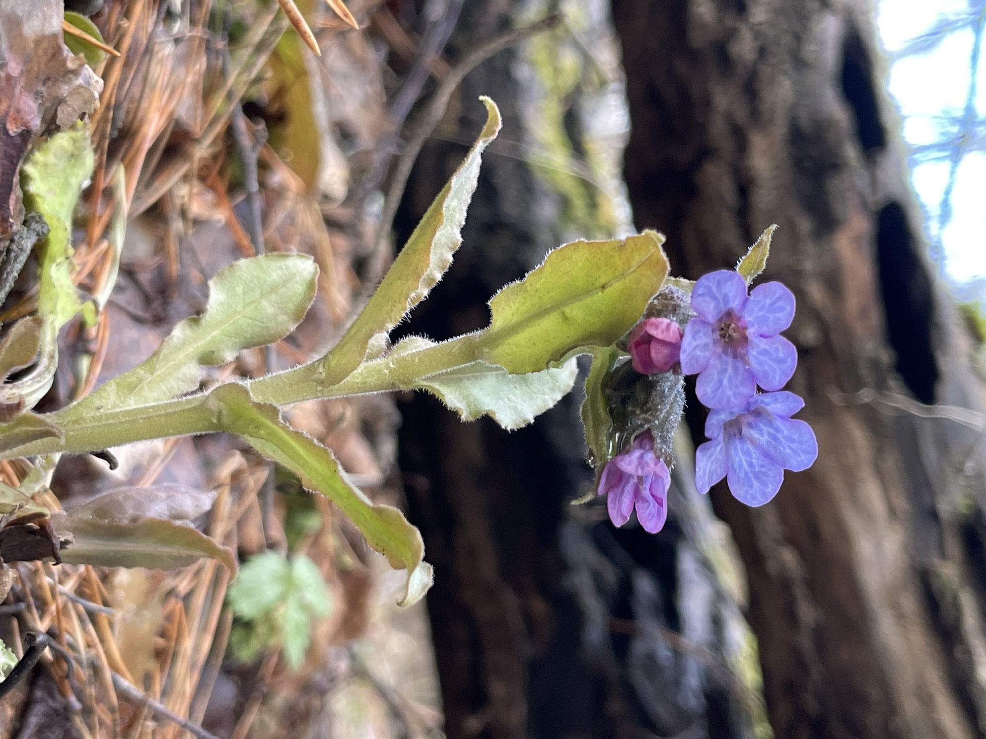 In a natural setting near Zav'yalovo, Russia, a flowering plant with light green, jagged-edged leaves is positioned against a backdrop of a tree trunk and pine needles. The plant bears both pink and blue/purple flowers. A cobweb is visible near the leaves of the plant.