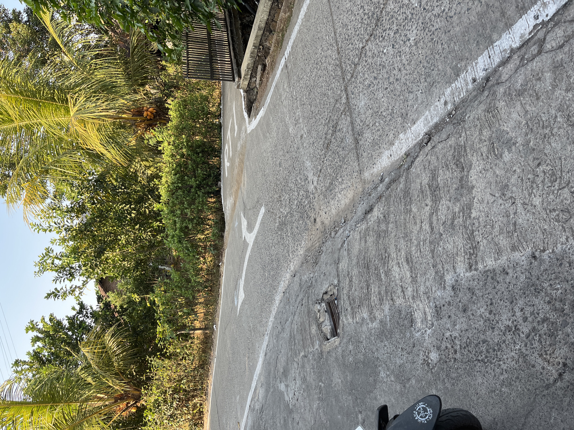 The image depicts a rural road intersection in Gembong, Indonesia, under a clear sky. A concrete road, marked with white directional arrows and a solid white line, curves and splits. The road shows signs of wear, with a damaged section near a drainage grate on the left and a rough texture. Lush green vegetation, including palm trees with coconuts and dense bushes, lines the sides of the road. A wooden fence marks the boundary of a property on the right, adjacent to a concrete structure. The scene is devoid of people or vehicles, except for a portion of a motorcycle visible on the lower left. The overall impression is one of a quiet, sunlit intersection in a tropical environment.