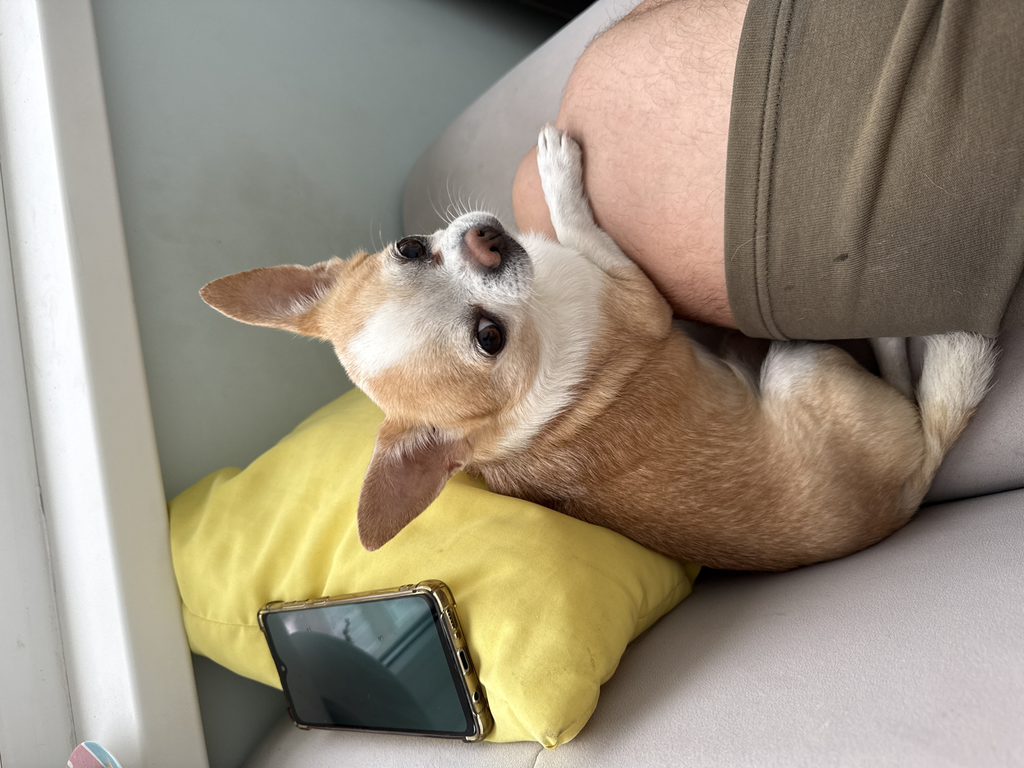 A chihuahua lies on a yellow pillow beside a cell phone with a gold case. The dog is mostly tan, with white markings on its face and chest. It lies next to a person's leg, which is covered in olive-green fabric. The dog is resting on a gray surface. The location is Unknown, Unknown.