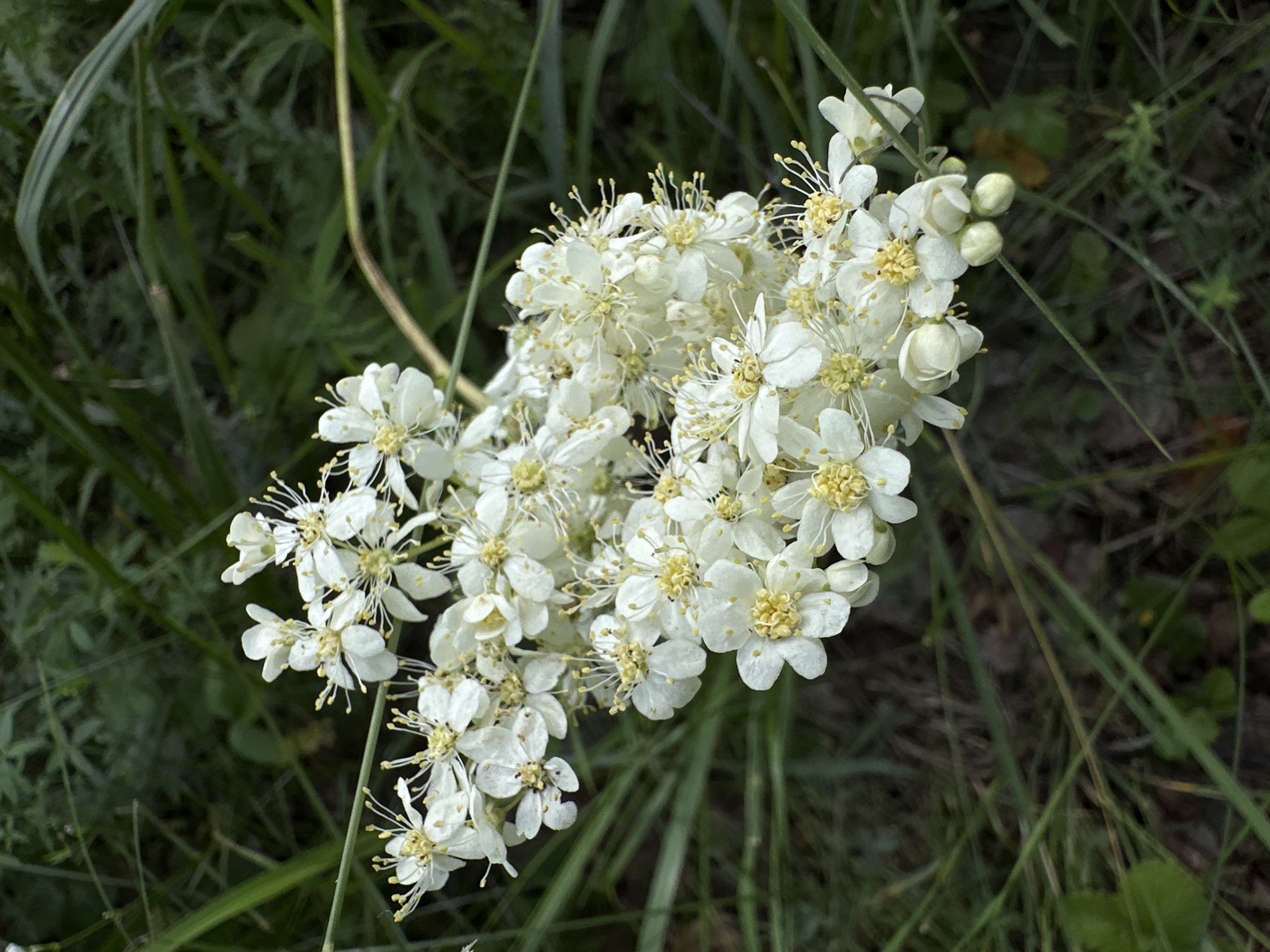 A cluster of small white flowers with yellow centers is in focus against a blurred background of green foliage. The flowers are arranged on thin stems, with some buds visible at the bottom. The overall scene is natural and depicts a plant in bloom.
