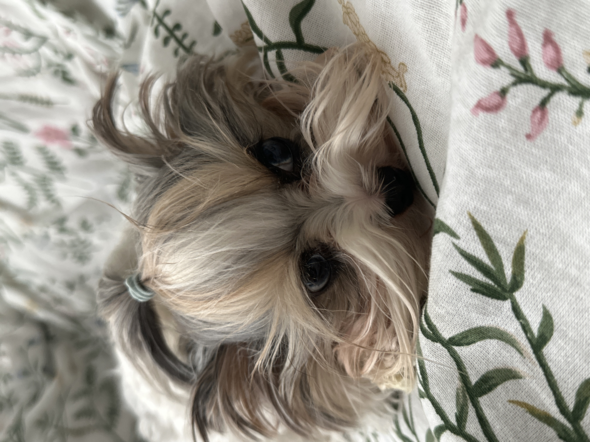 A close-up shot shows a small dog with long, multicolored hair peeking out from under floral-patterned bedding. The dog's hair is tied back in a small ponytail with a teal hair tie. The environment is indoors, likely a bed or sleeping area. There is no indication of a city or location.