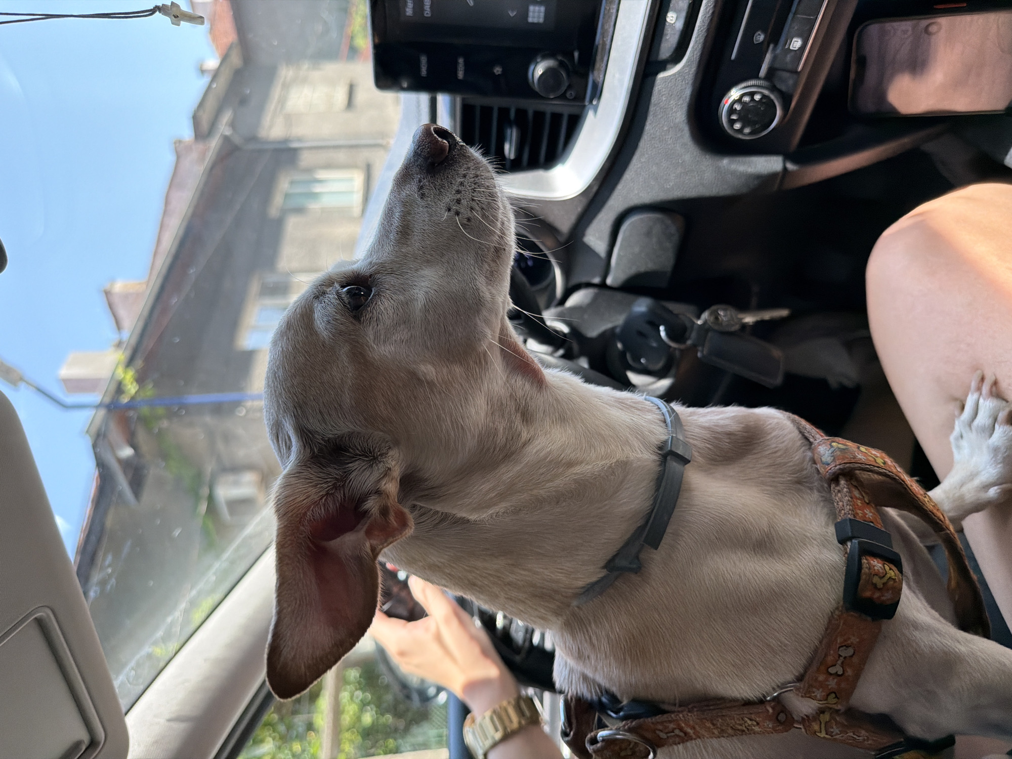 A light brown dog with large ears is sitting in the passenger seat of a car, looking out the window. The dog is wearing a brown harness with a bone pattern. The interior of the car is visible, including the dashboard, steering wheel, and a car stereo system. Outside the window, buildings and trees can be seen, suggesting an urban environment in Pazardzhik, Bulgaria. The time of day appears to be daytime, with sunlight illuminating the scene. A person's hand is visible on the steering wheel, indicating they are driving. A crucifix is hanging from the rearview mirror.