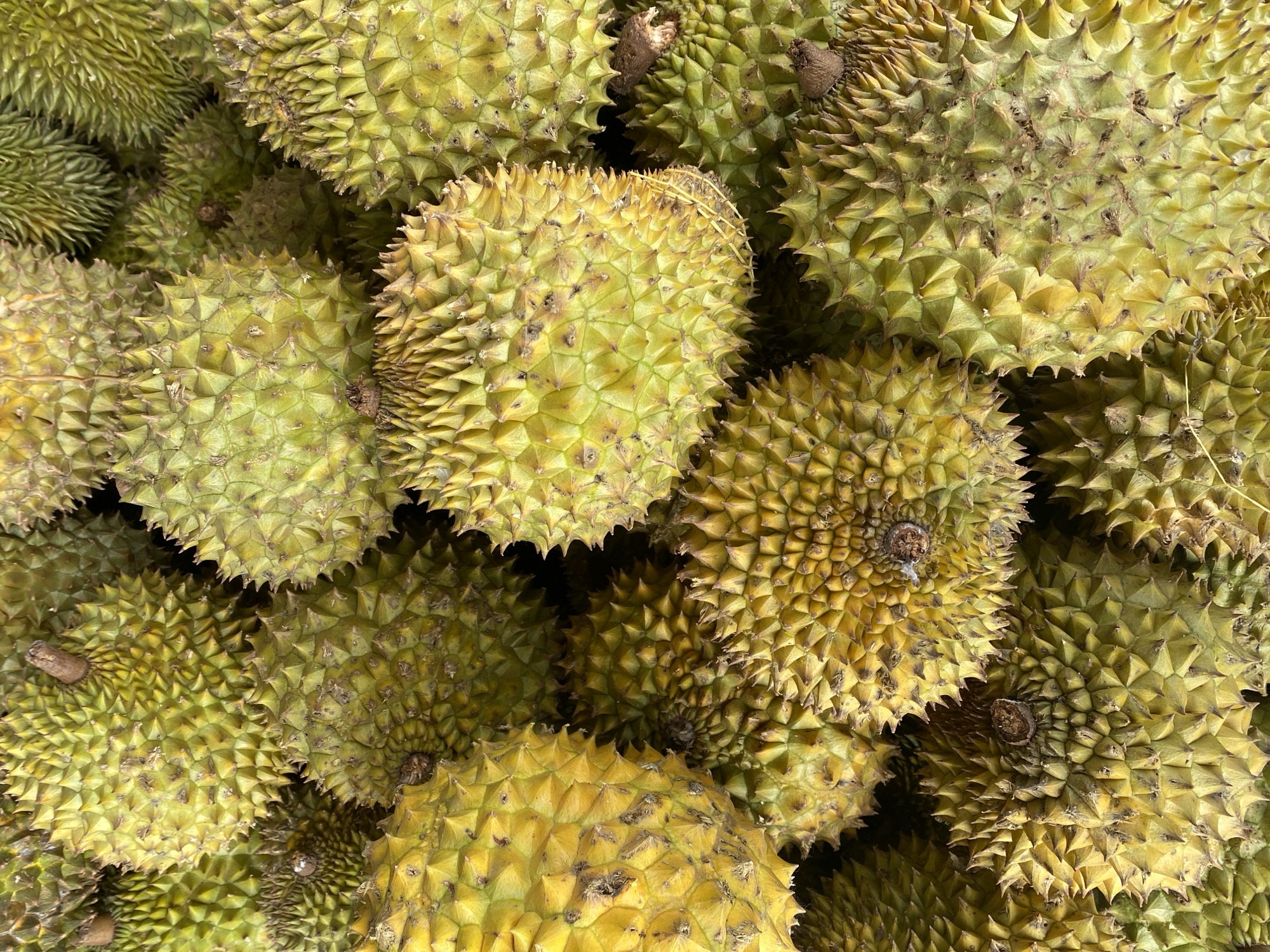 A vertical, overhead photograph captures a tightly packed, extensive pile of durian fruits, presumably at a market or storage facility in Da Lat, Vietnam. The entire frame is filled with numerous durians displaying a color gradient from various shades of green to distinct yellowish-green and golden-yellow hues. Each fruit is characterized by its prominent, sharply spiky outer rind. Several durians exhibit short, brown, dried stems. Occasional minor blemishes and darker patches are visible on some fruit surfaces. The durians are densely stacked, obscuring any background or surrounding environment, indicating a significant quantity. No individuals, actions, or additional objects are present within the scene.