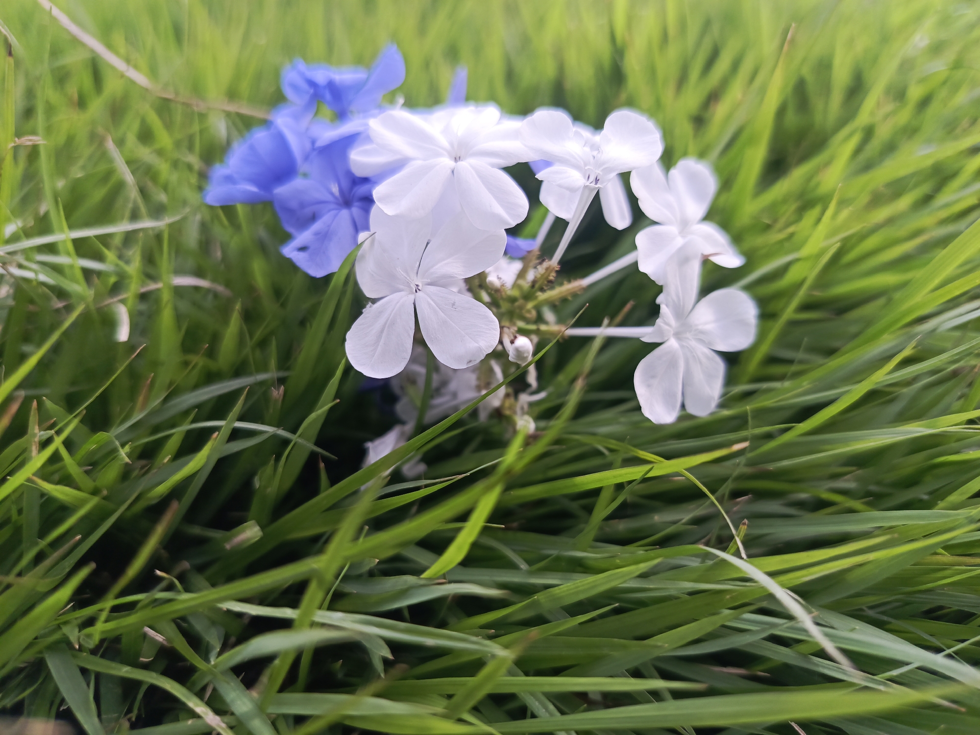The image presents a close-up, ground-level view of a cluster of small, delicate flowers set amidst lush green grass, likely in Caracas, Venezuela.
The primary subjects are the flowers, with a prominent group of bright white, five-petaled blooms positioned centrally and towards the right of the frame. These white flowers are in sharp focus, revealing their intricate details and slightly extended stamens. To the left and slightly behind the white flowers, several blue or light purple five-petaled flowers are visible, adding a contrasting color element. These blue flowers are somewhat out of focus compared to the white ones.
The setting is a natural outdoor environment dominated by grass. Vibrant green grass blades fill the foreground, some appearing in sharp focus and others softly blurred. The background consists of a soft, diffused blur of green grass, indicating a shallow depth of field that emphasizes the flowers. The lighting is natural and soft, suggesting either an overcast day or the gentle light of morning or late afternoon, without harsh shadows.
No specific activity or event is taking place; the image captures a static, serene moment in nature. There are no people visible, nor any discernible man-made objects other than the natural elements. There is no visible text within the media file.