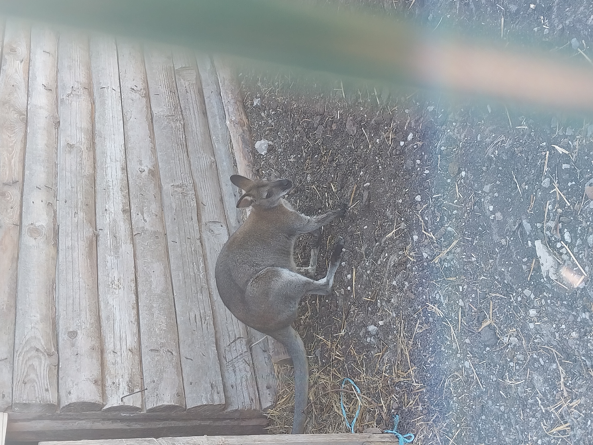 A wallaby is standing on a dirt and straw-covered ground in front of a wooden fence. The wallaby is facing to the right and appears to be looking down at the ground. The wooden fence is made of horizontal logs and shows signs of age and weathering. A blue rope is visible on the ground to the left of the wallaby. The scene is outdoors, likely in an enclosure or park.